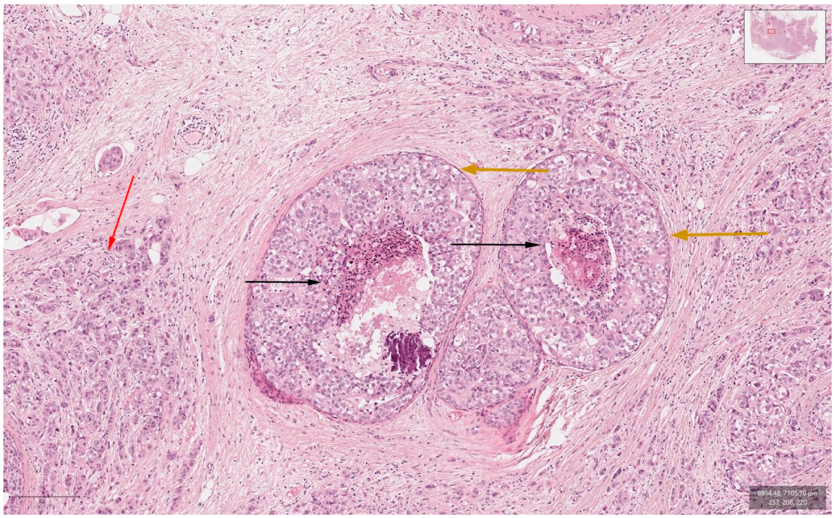 Curroncol 29 00154 g002