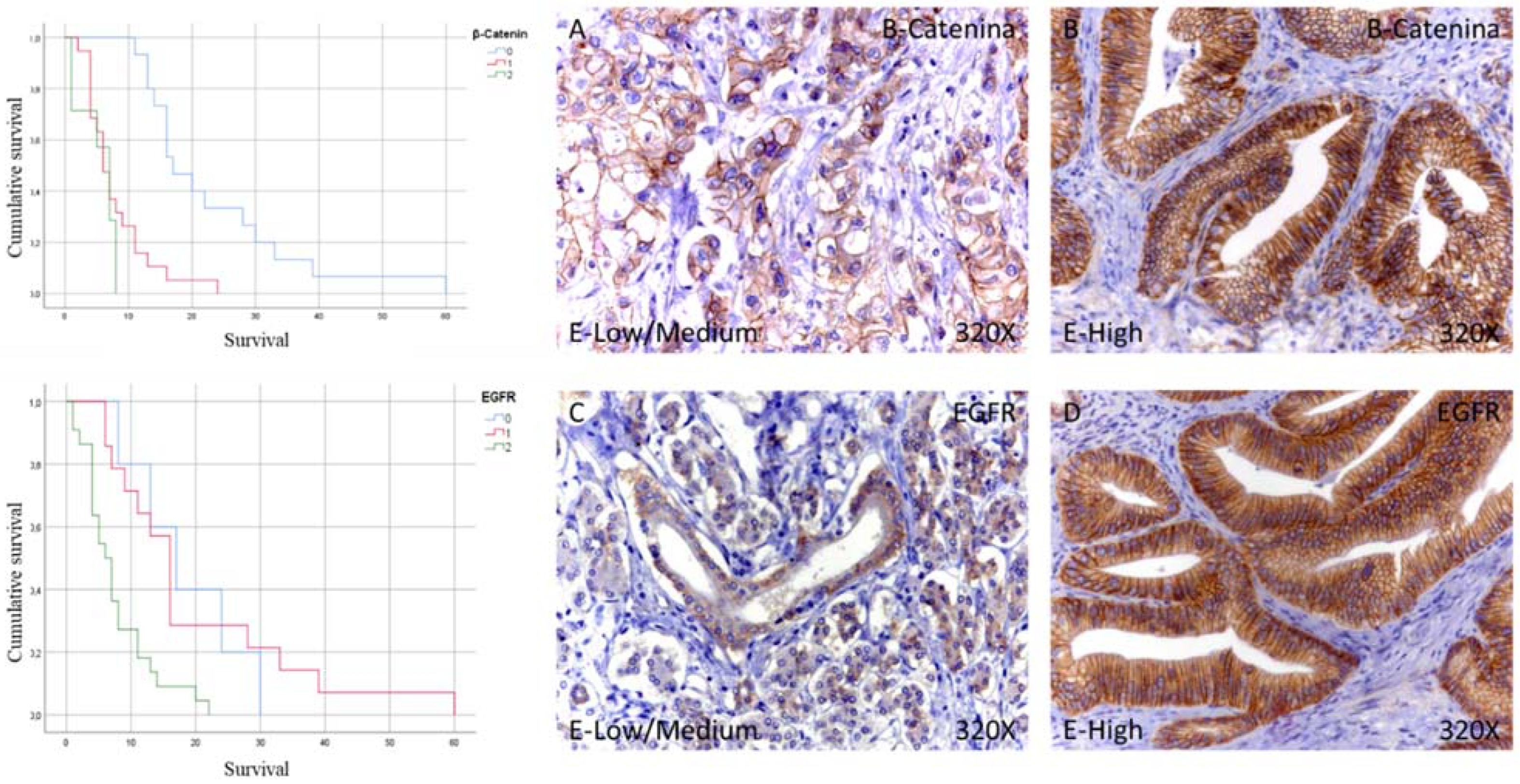 Curroncol 29 00198 g002
