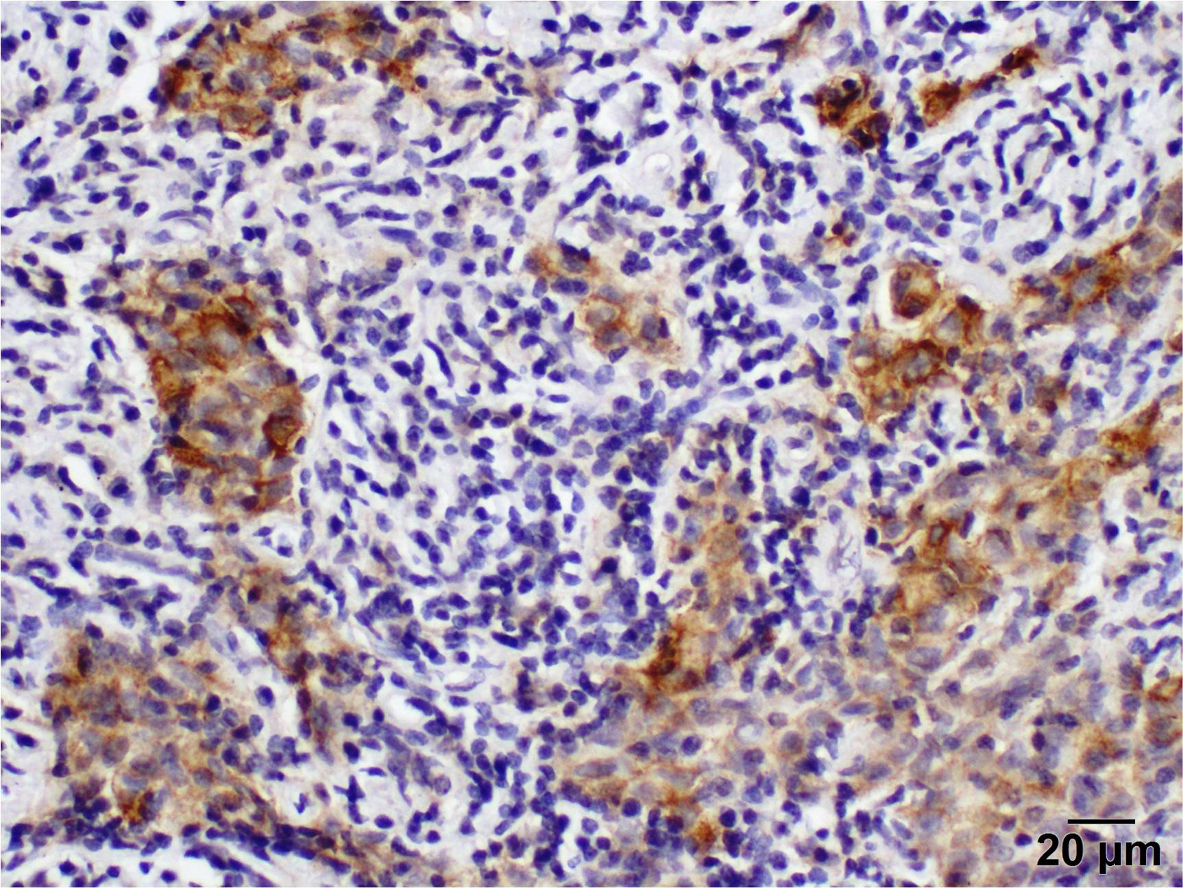 Curroncol 29 00379 g007