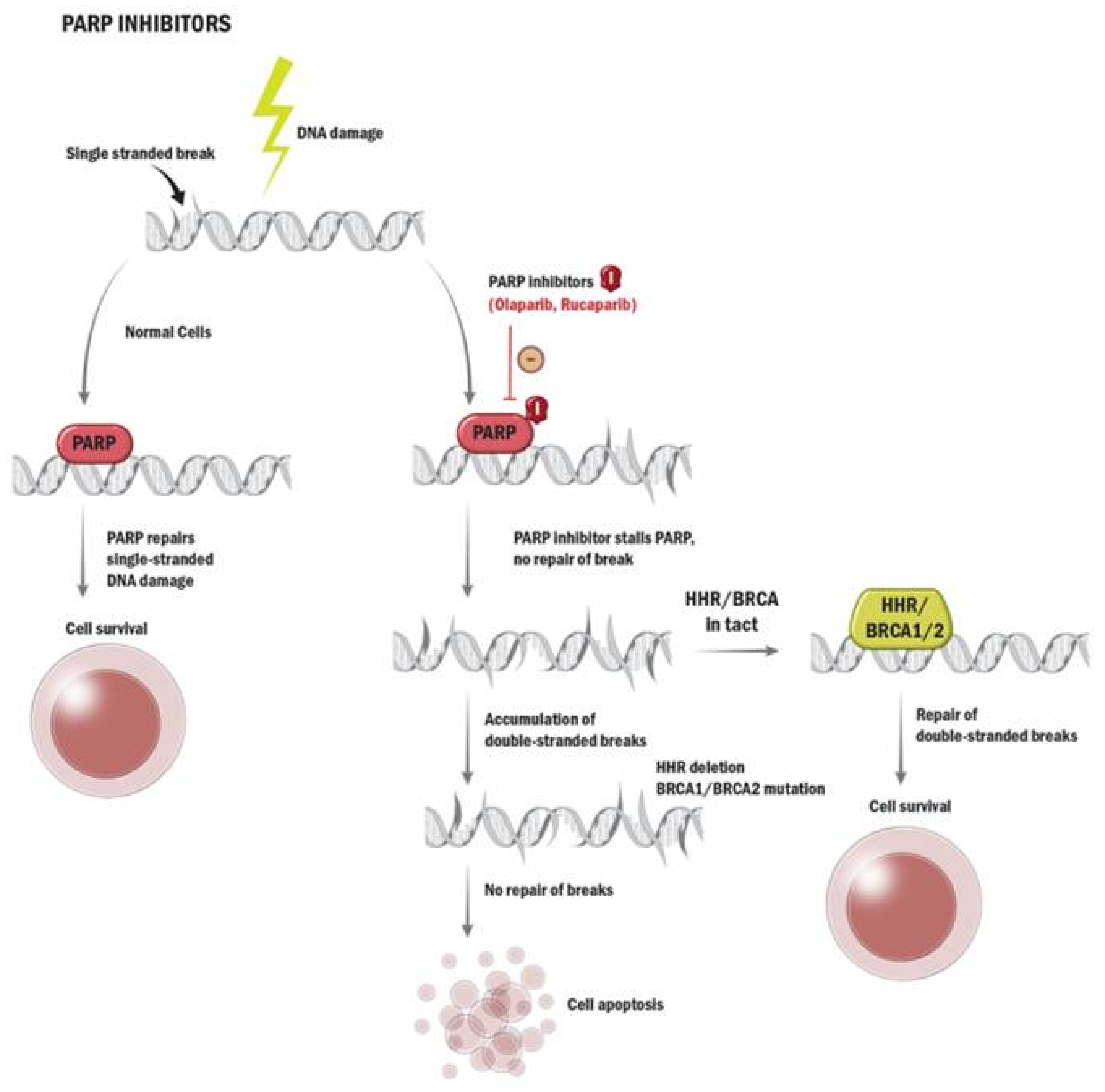 Curroncol 29 00400 g003 Curroncol 29 00400 g003
