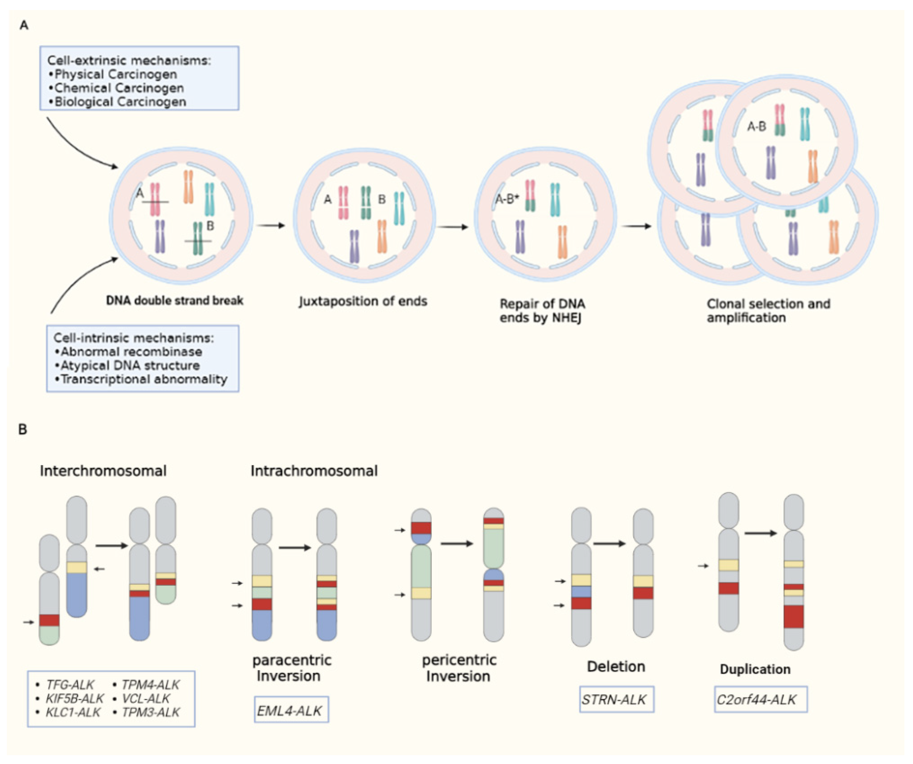 Schematic overview of the pathophysiological processes