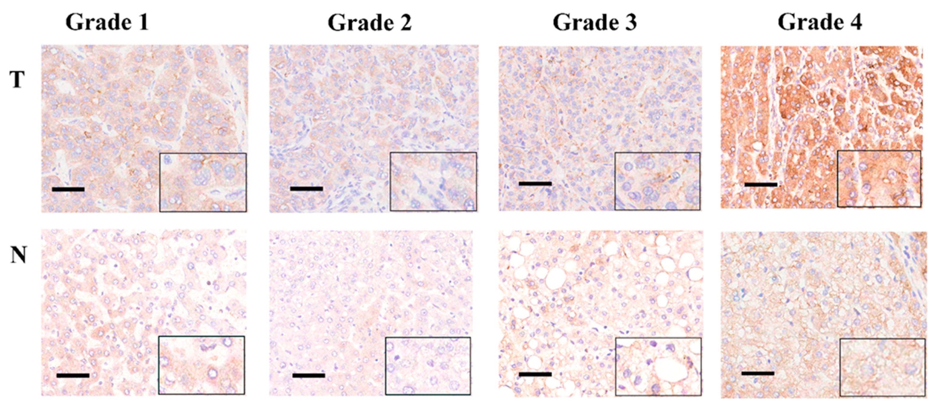 Curroncol 29 00682 g002 Curroncol 29 00682 g002