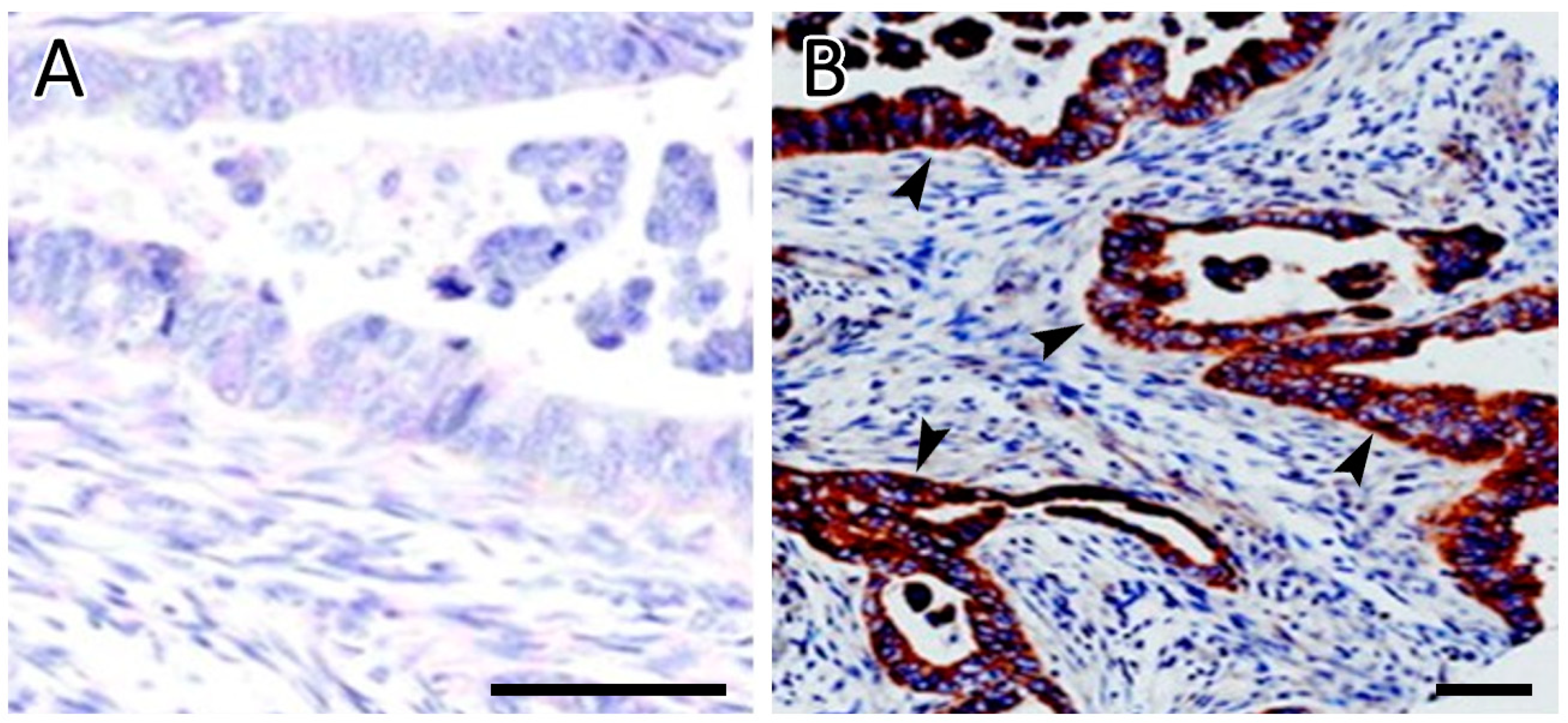 Curroncol 29 00744 g003