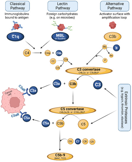 Current Oncology | Free Full-Text | Complement and Fungal 