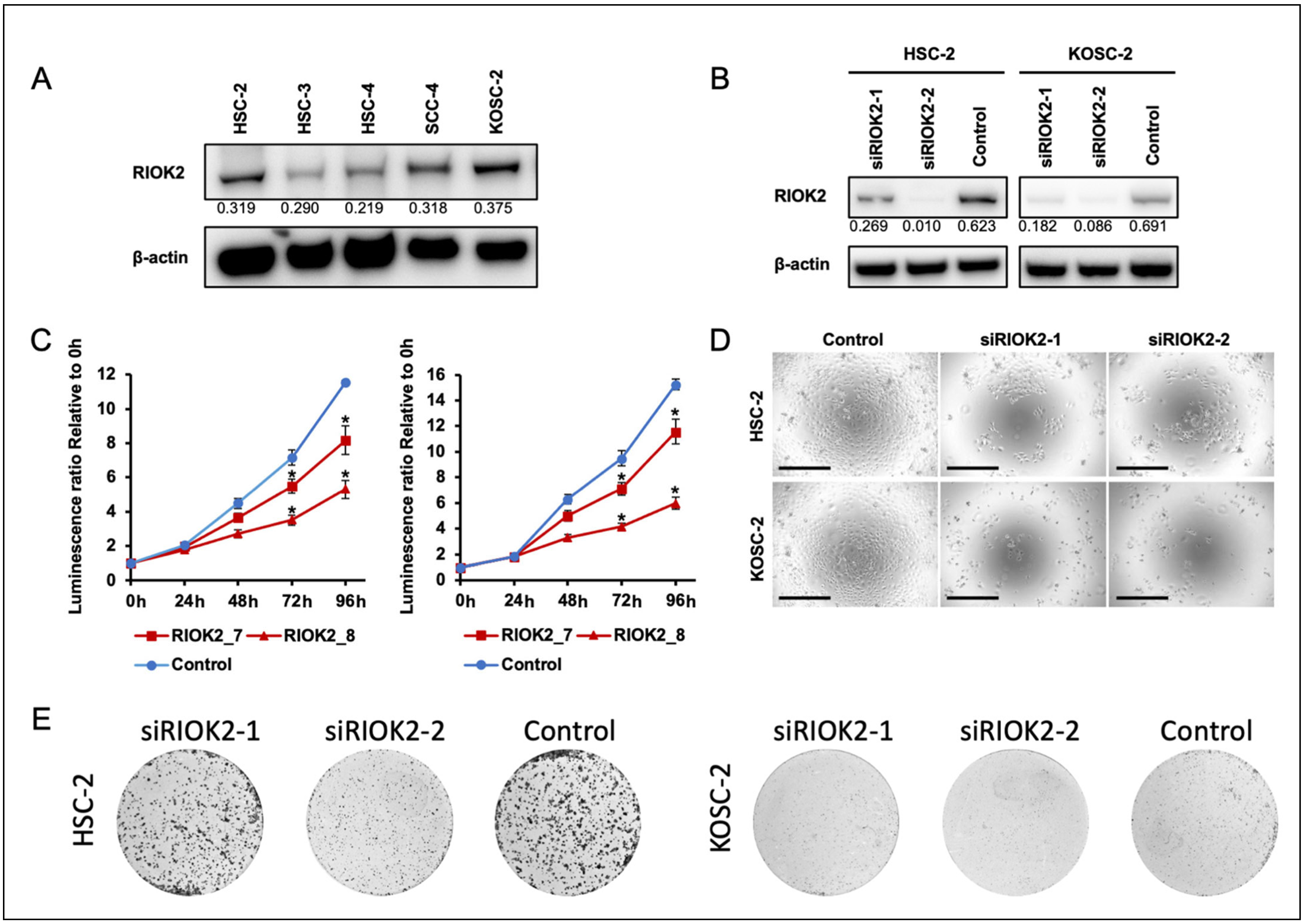 Curroncol 30 00031 g002 Curroncol 30 00031 g002