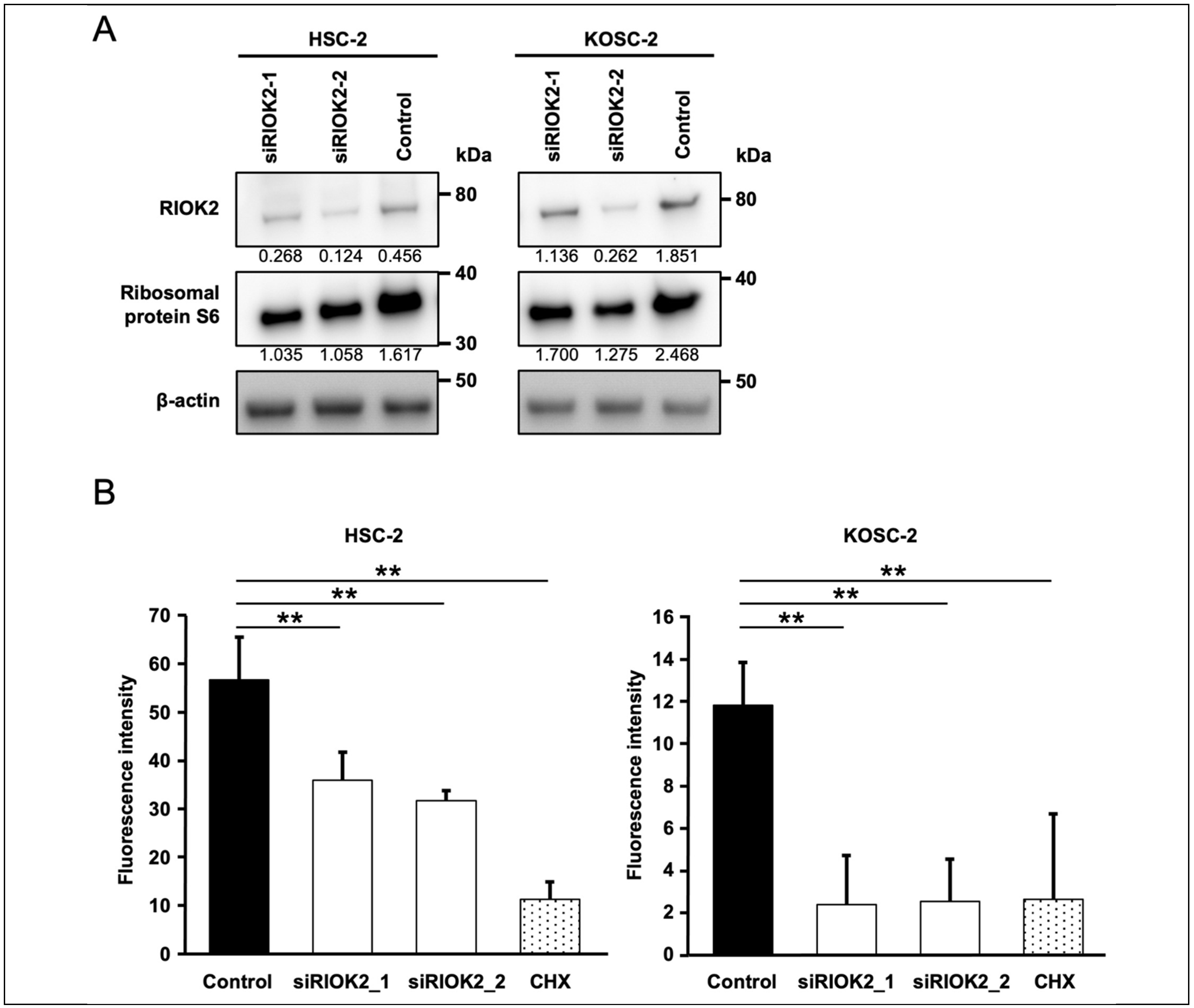 Curroncol 30 00031 g003 Curroncol 30 00031 g003