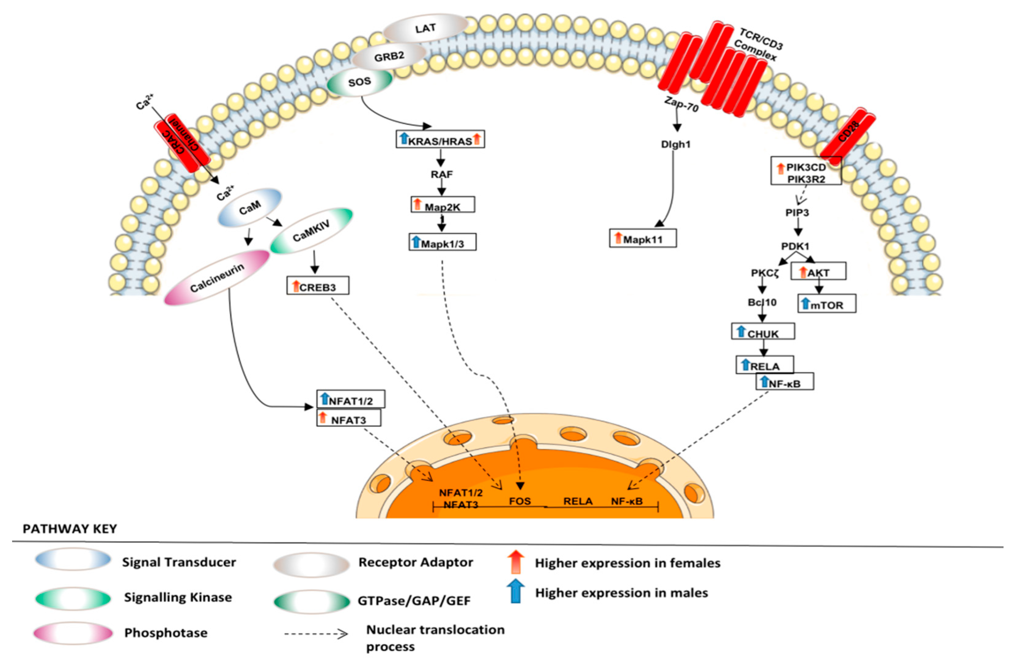 Curroncol 30 00107 g009 Curroncol 30 00107 g009