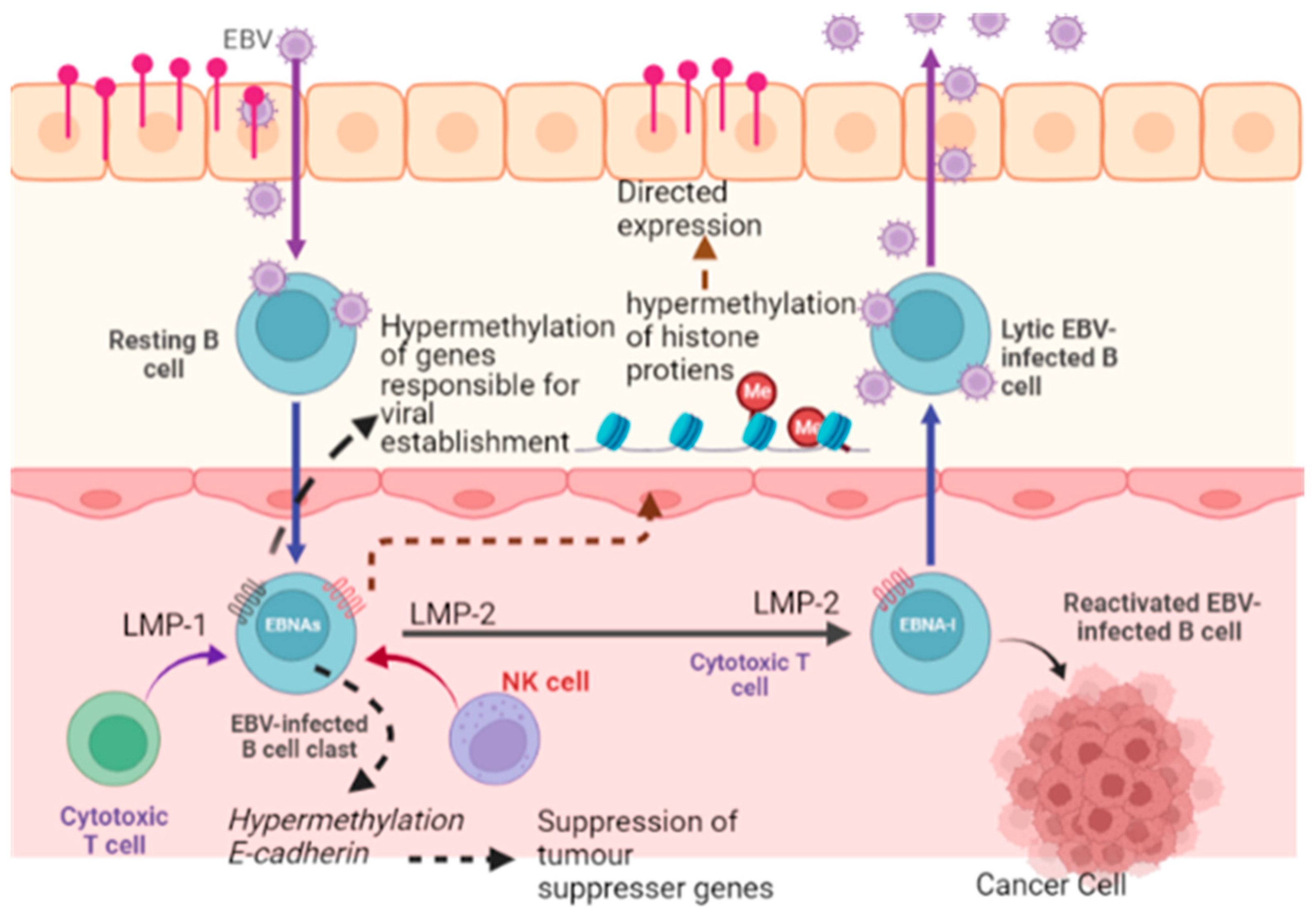 Curroncol 30 00150 g005 Curroncol 30 00150 g005