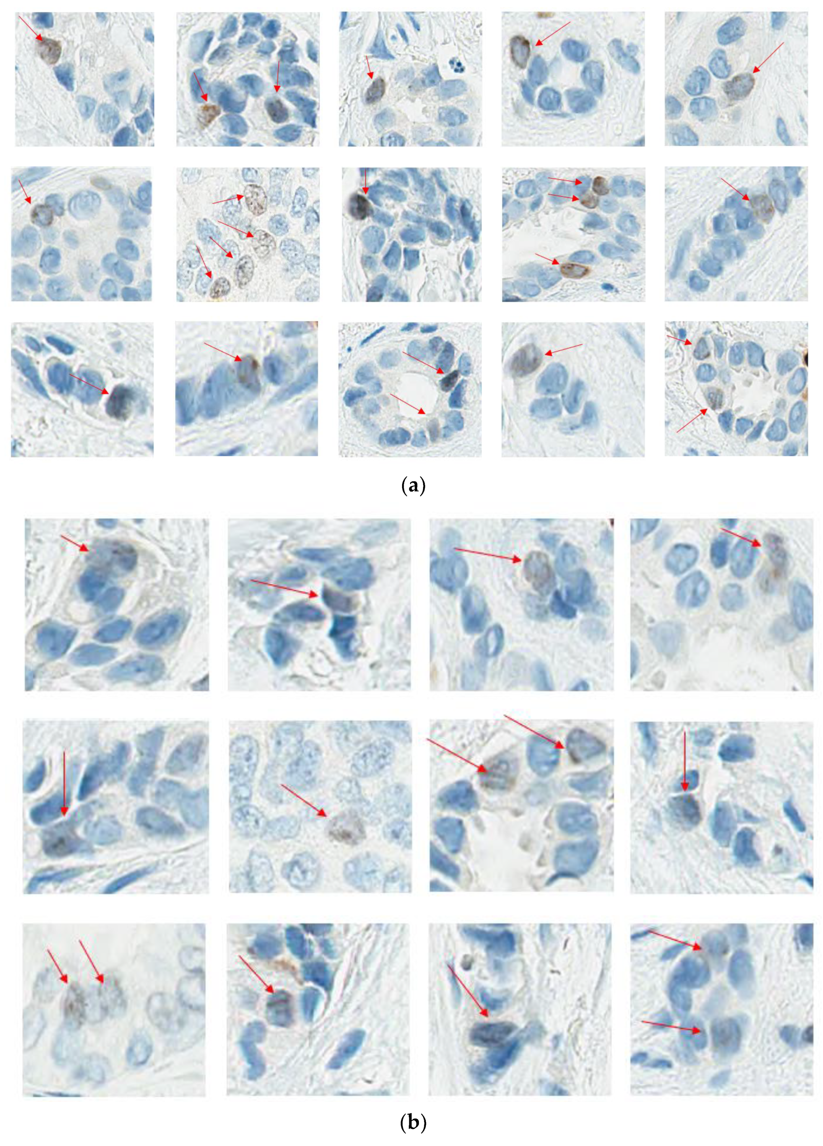 Curroncol 30 00233 g004a Curroncol 30 00233 g004a