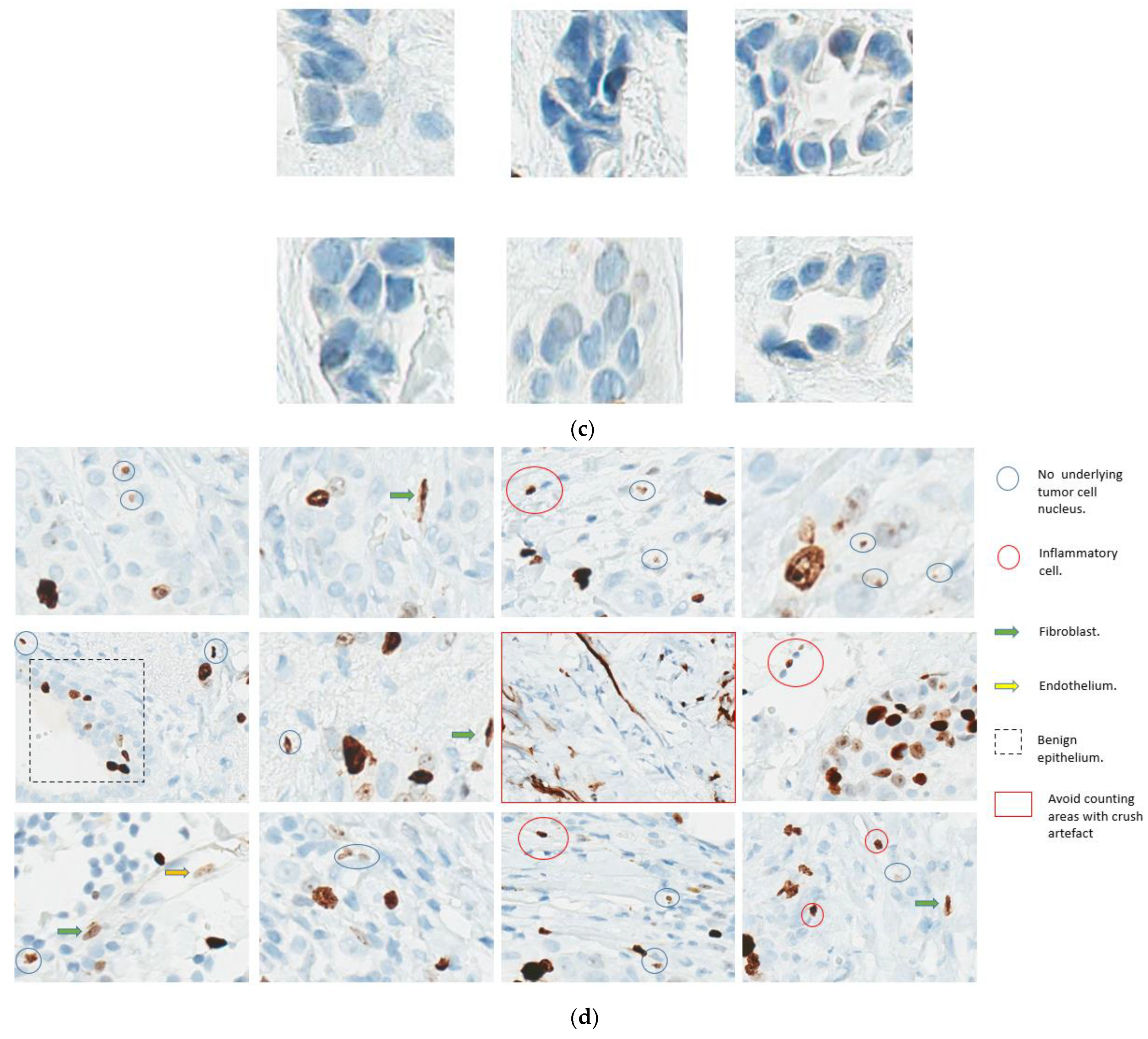 Curroncol 30 00233 g004b Curroncol 30 00233 g004b