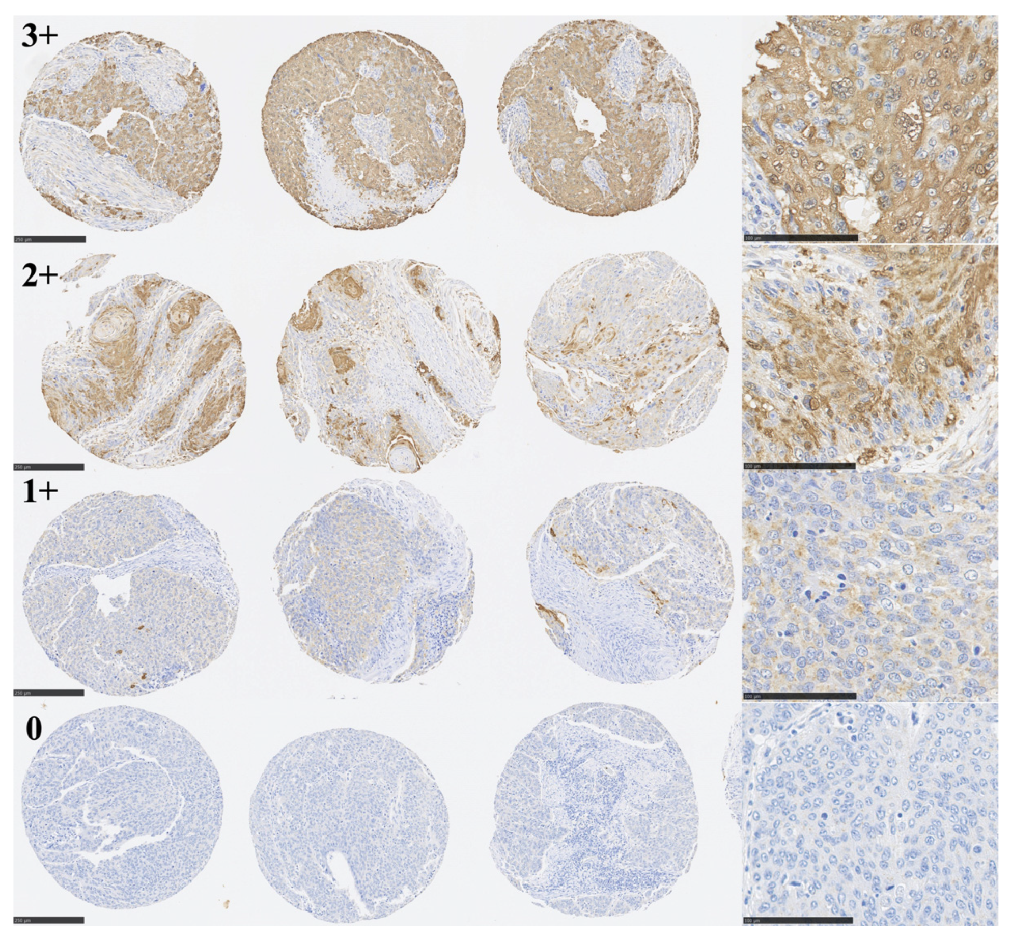 Curroncol 30 00356 g002 Curroncol 30 00356 g002