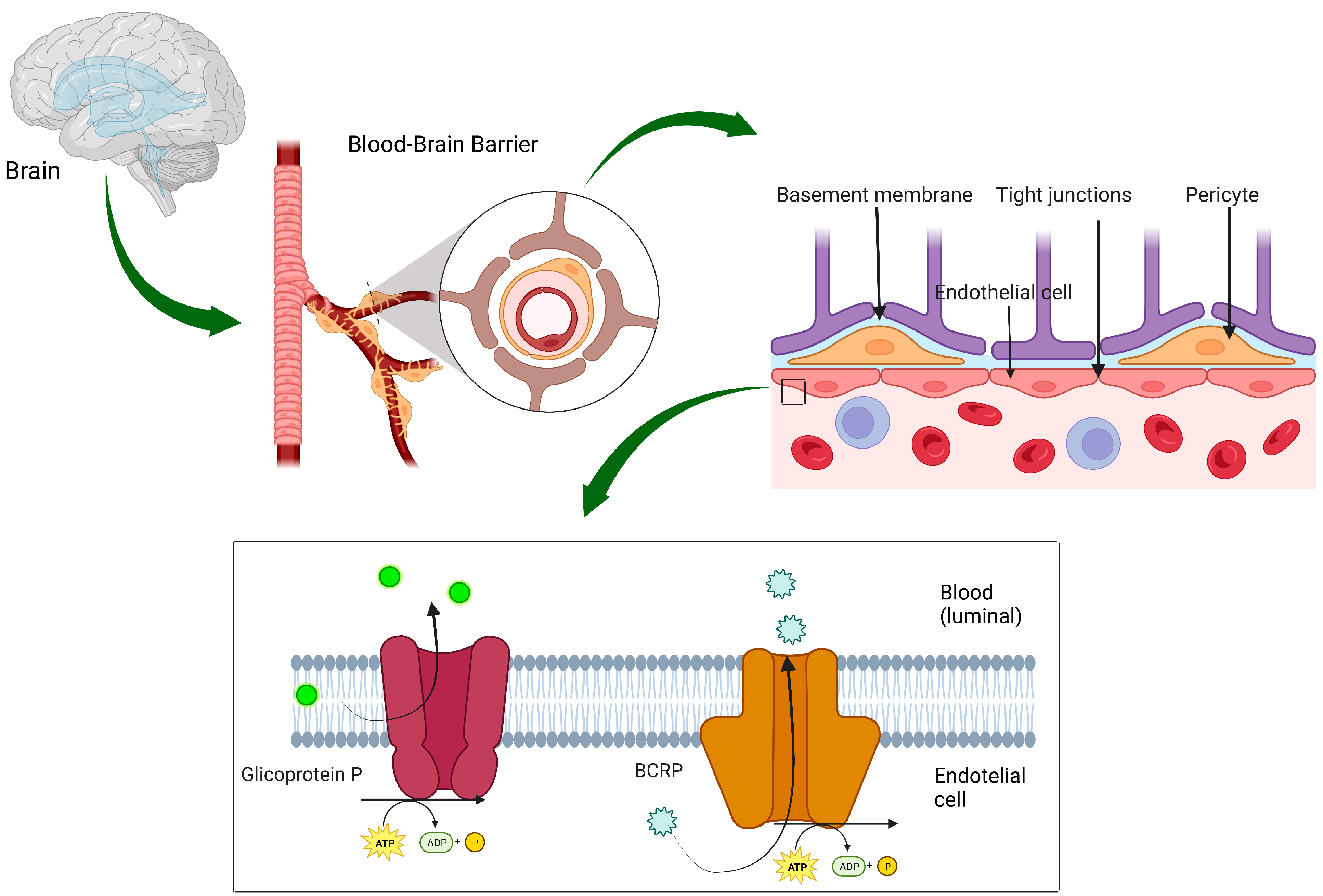 Curroncol 30 00384 g003 Curroncol 30 00384 g003