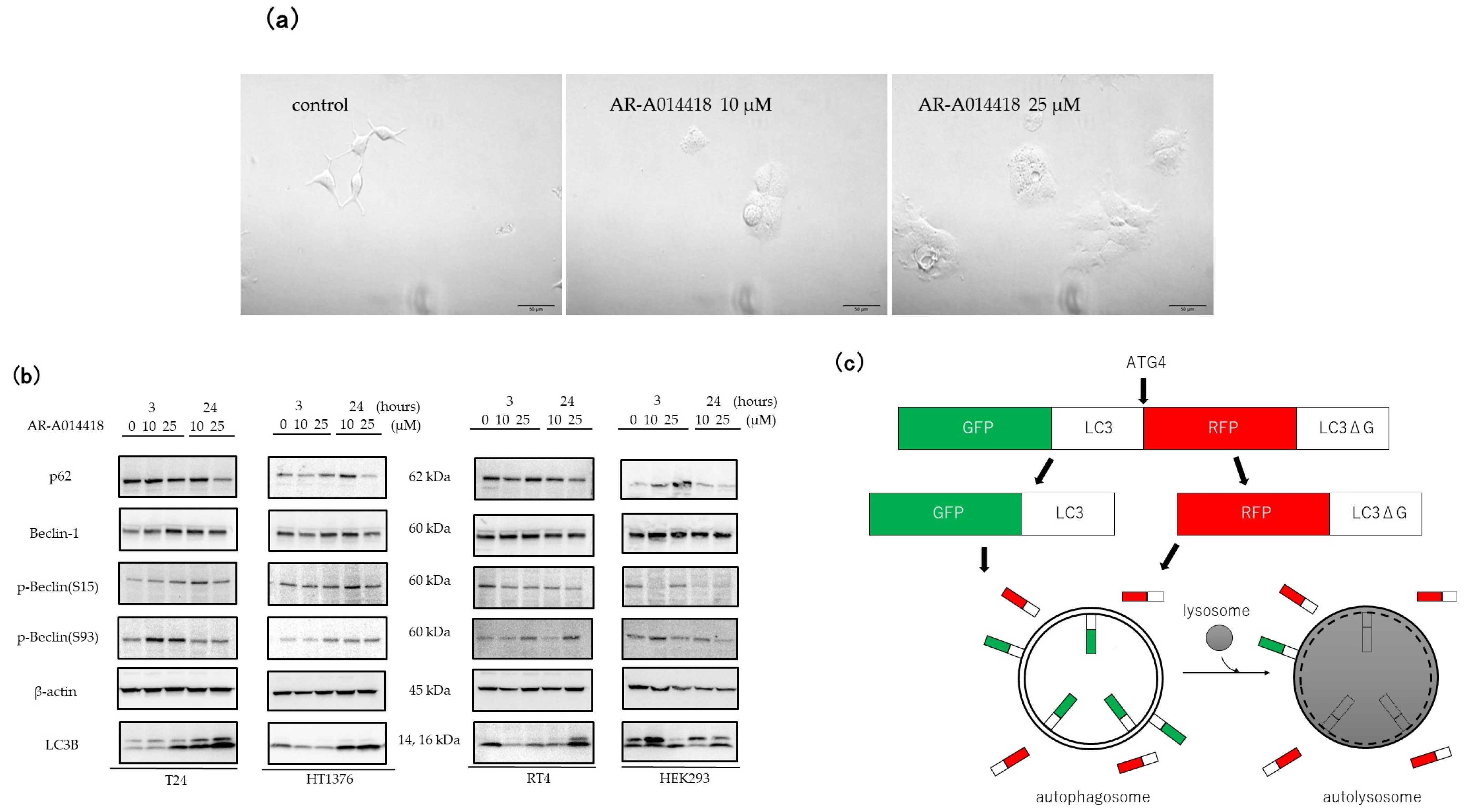 Curroncol 30 00406 g002a Curroncol 30 00406 g002a