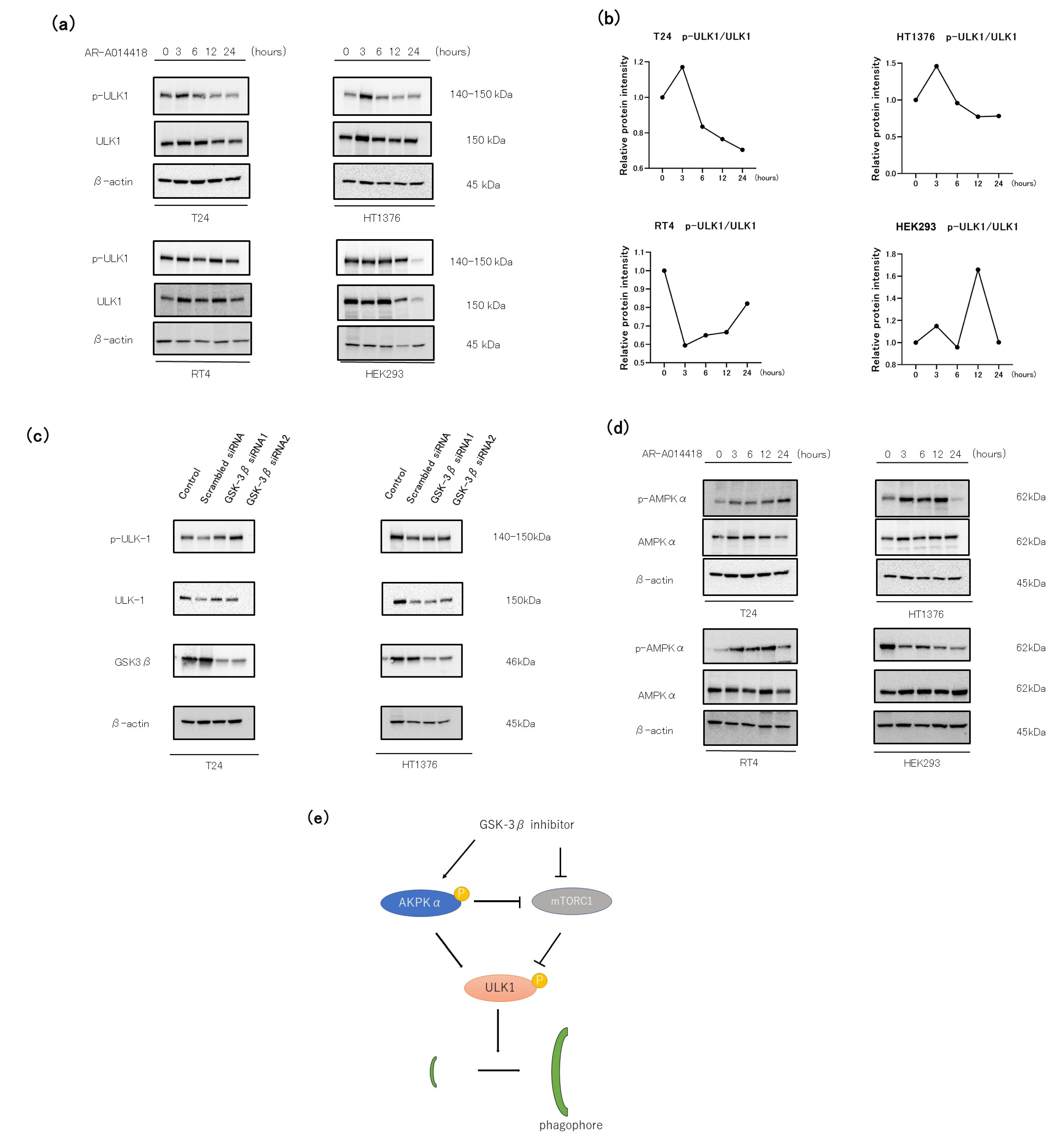 Curroncol 30 00406 g005 Curroncol 30 00406 g005