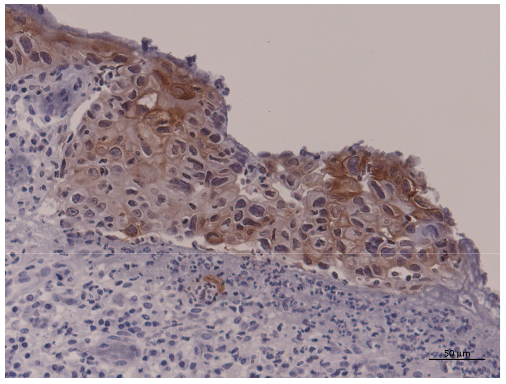 Curroncol 30 00410 g001 Curroncol 30 00410 g001