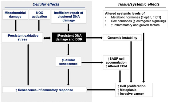 influence of glutathione levels on radiation-induced chromosomal dna damage High-LET-Radiation-Induced Persistent Response Signaling and Gastrointestinal Cancer Development azure vital bpc 157 Ingredients_Vitamin B Size:150 Count