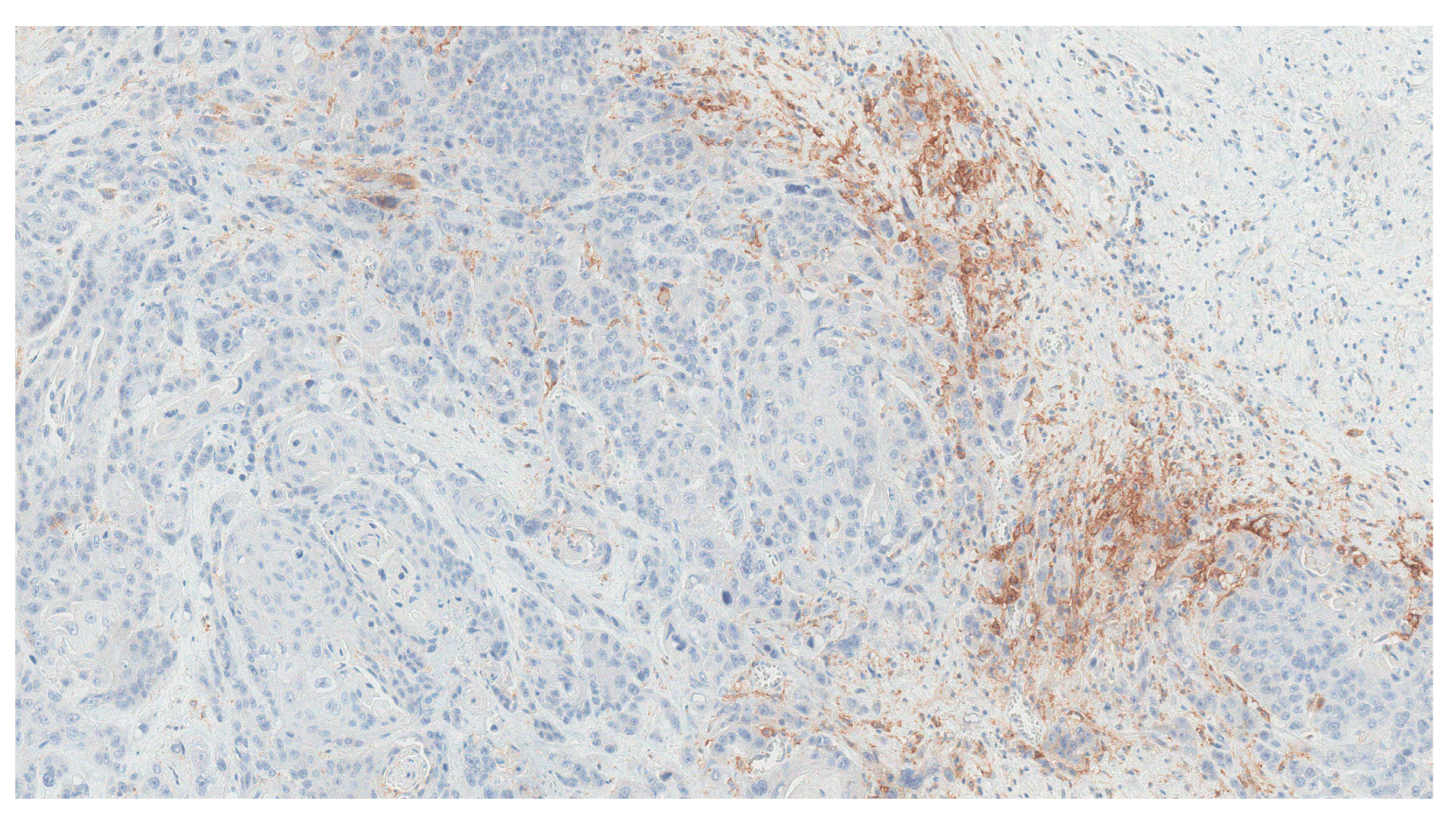 Curroncol 30 00492 g006 Curroncol 30 00492 g006