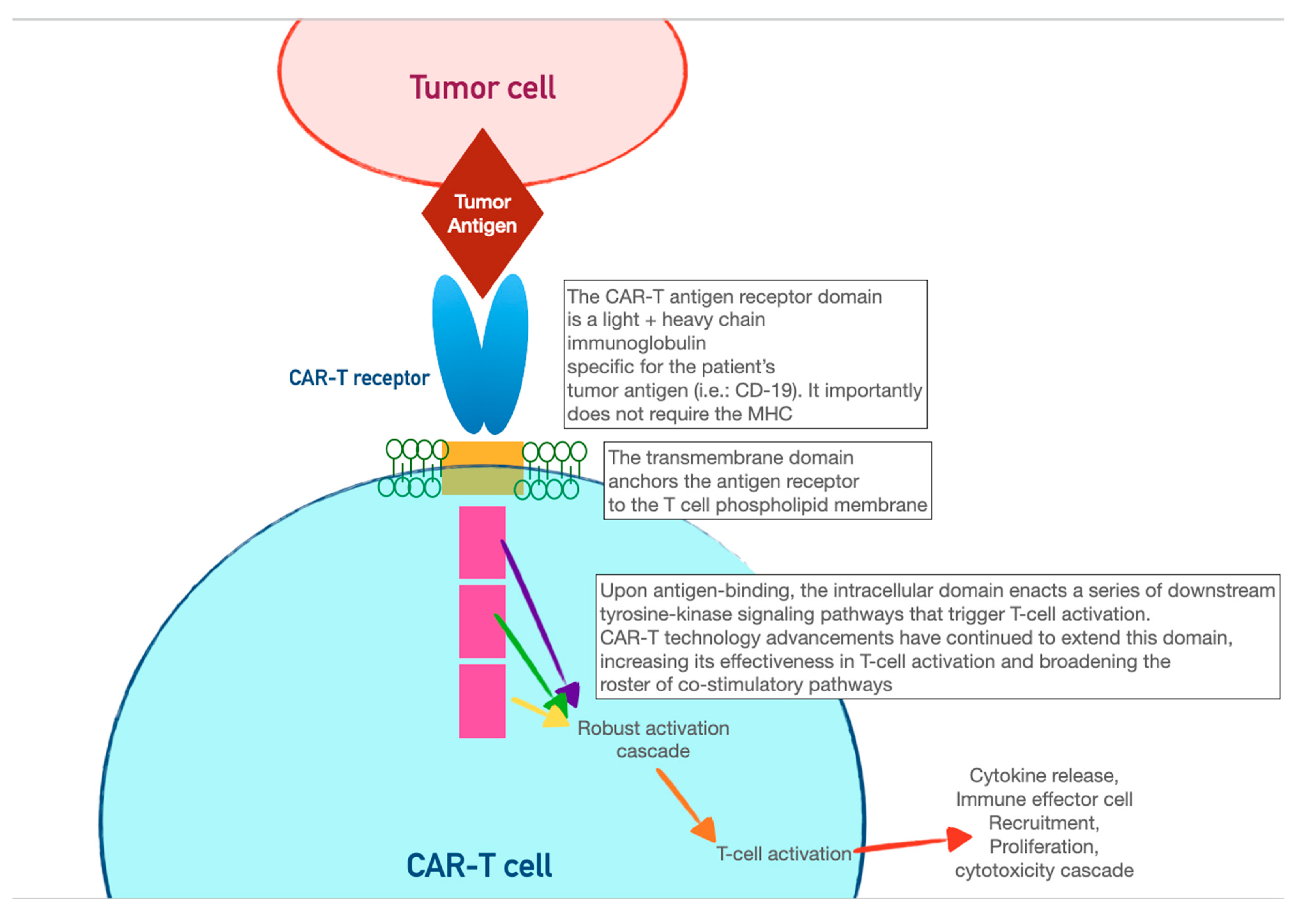 Curroncol 30 00554 g002b Curroncol 30 00554 g002b