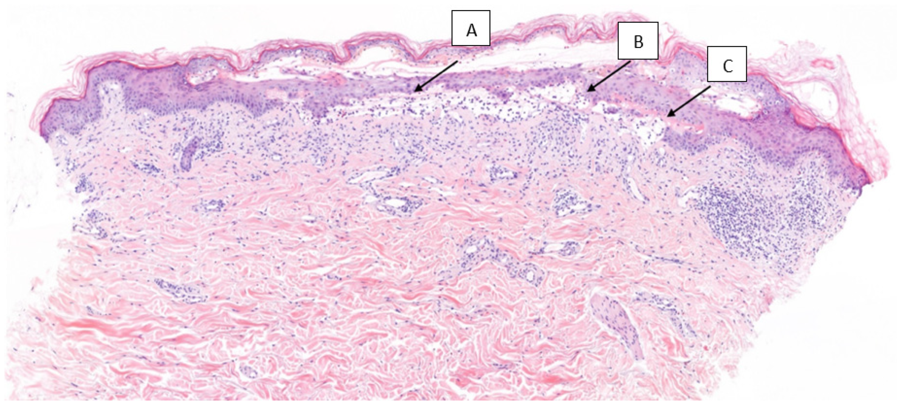 Curroncol 30 00566 g002