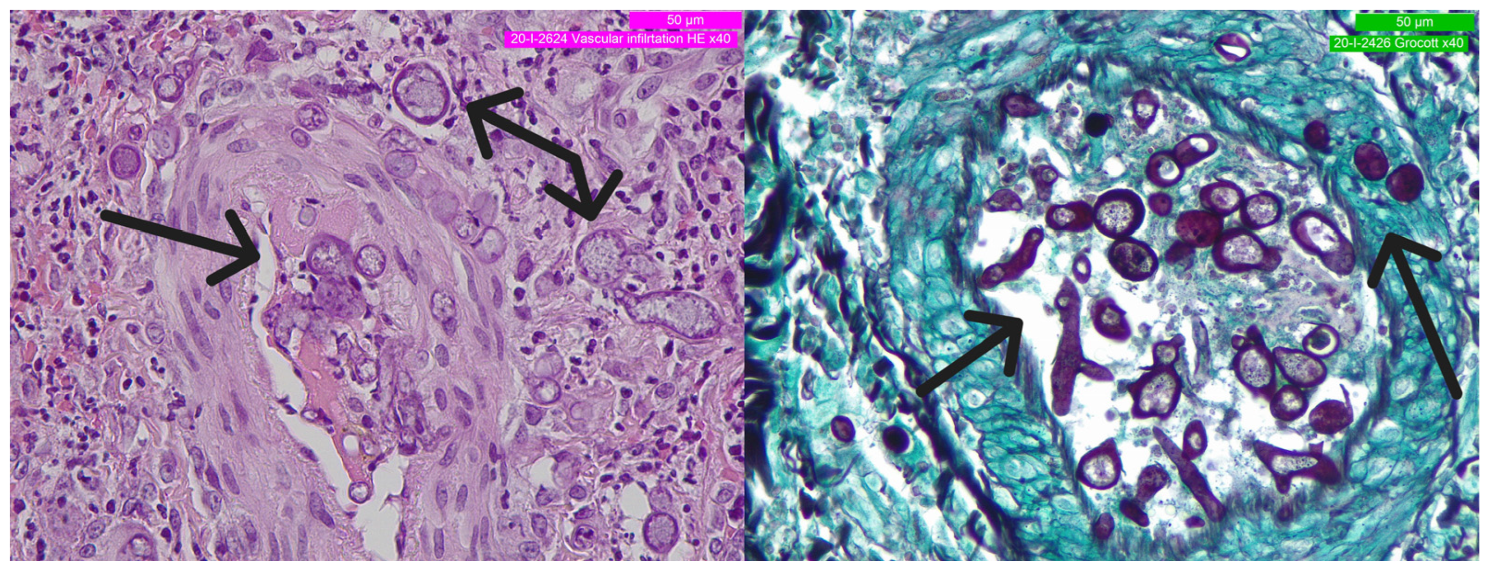 Curroncol 30 00599 g003