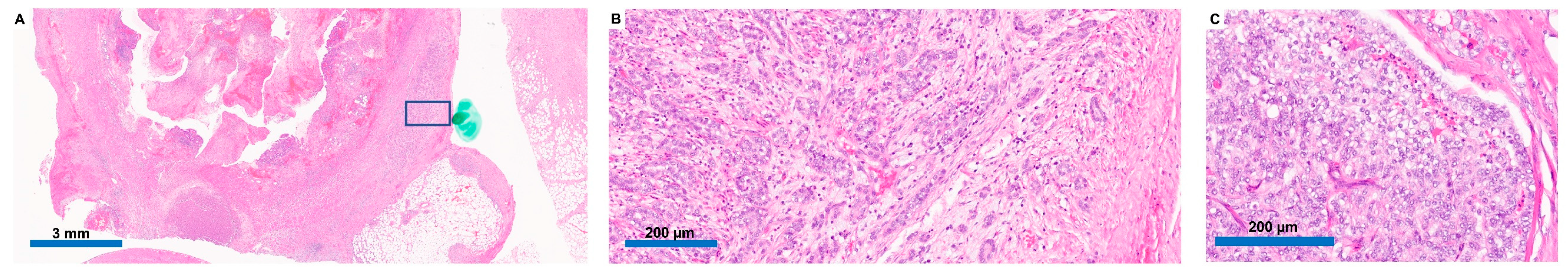 Curroncol 30 00651 g002