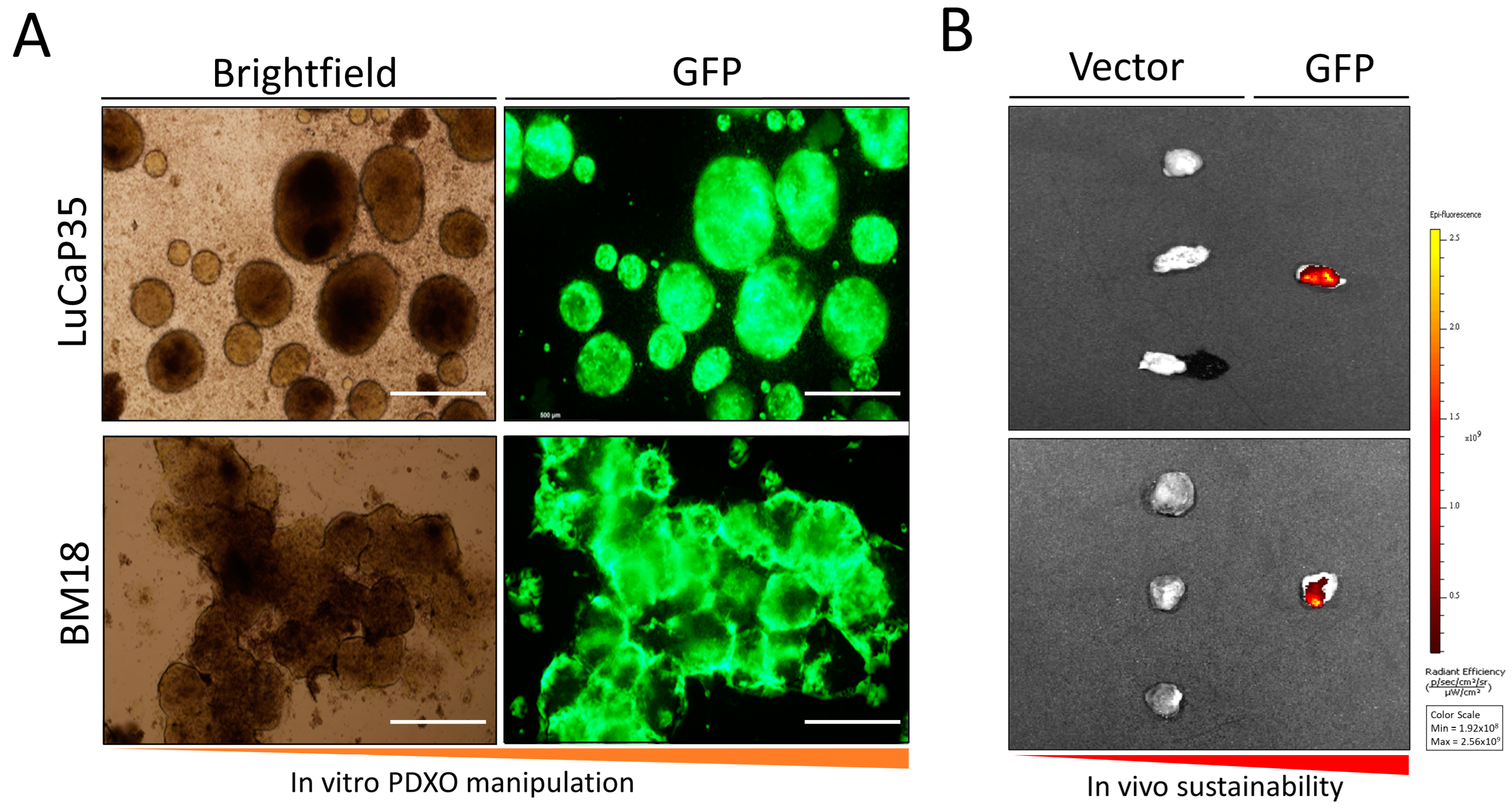 Curroncol 30 00683 g002