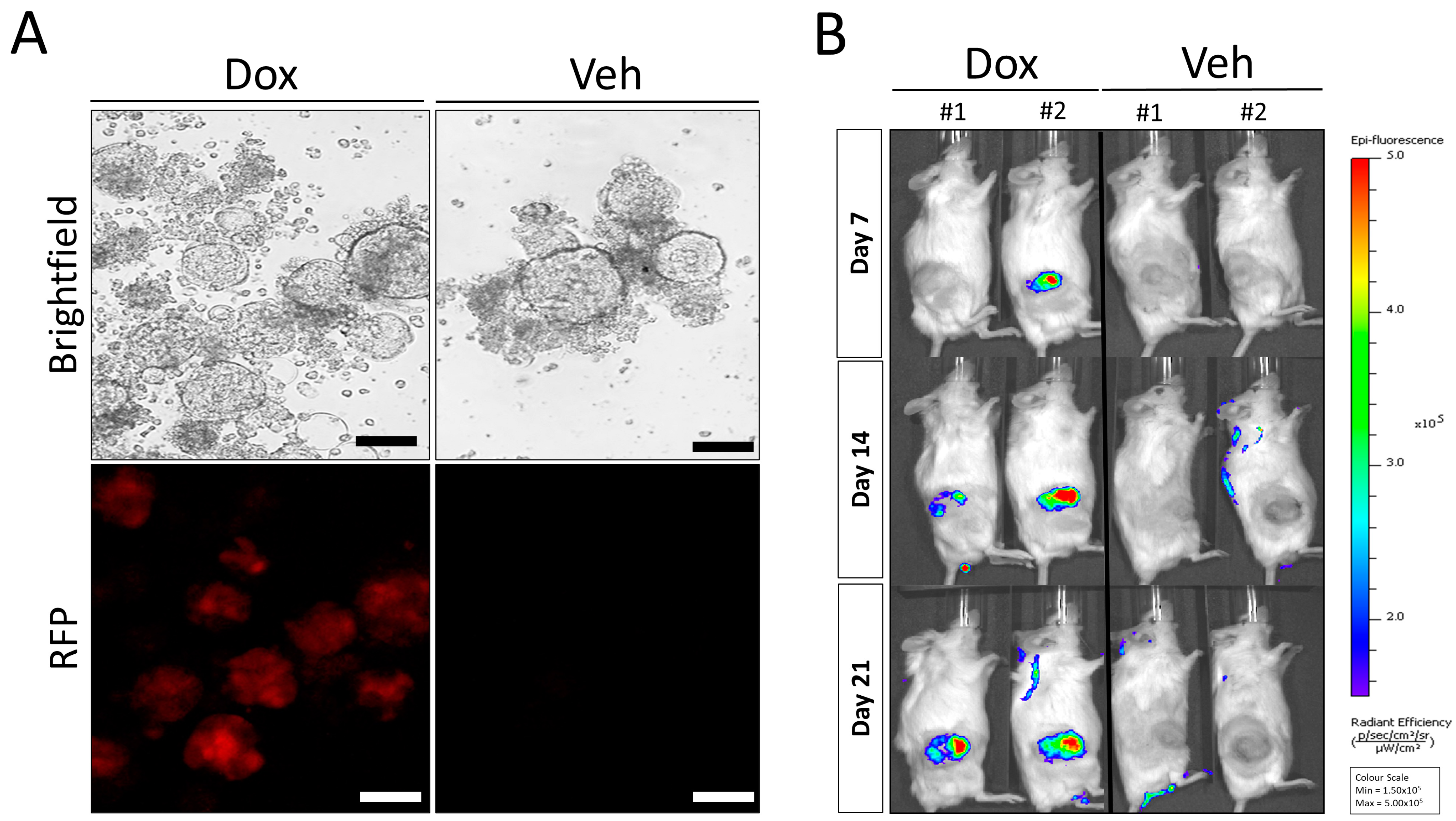 Curroncol 30 00683 g003