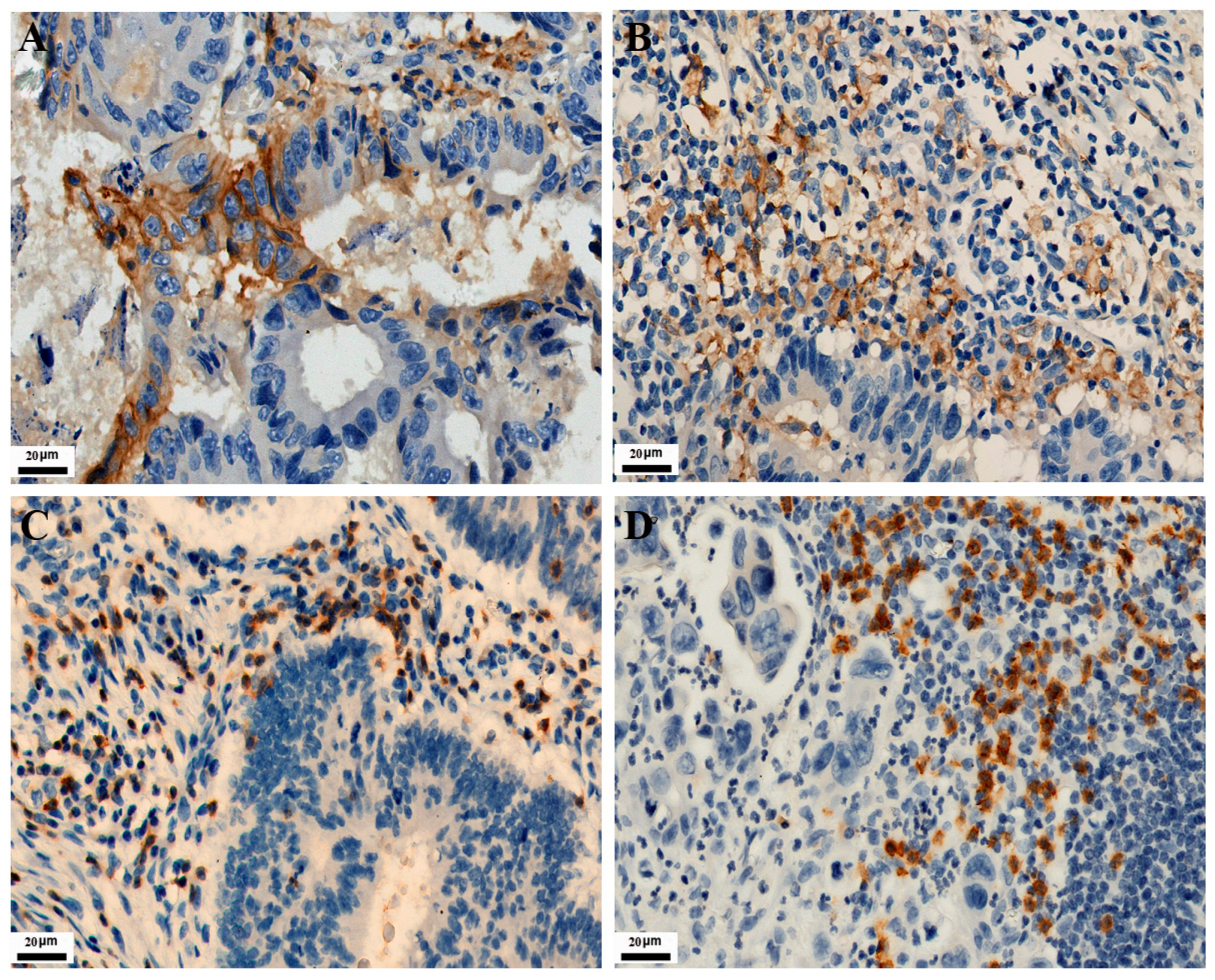 Curroncol 30 00699 g001