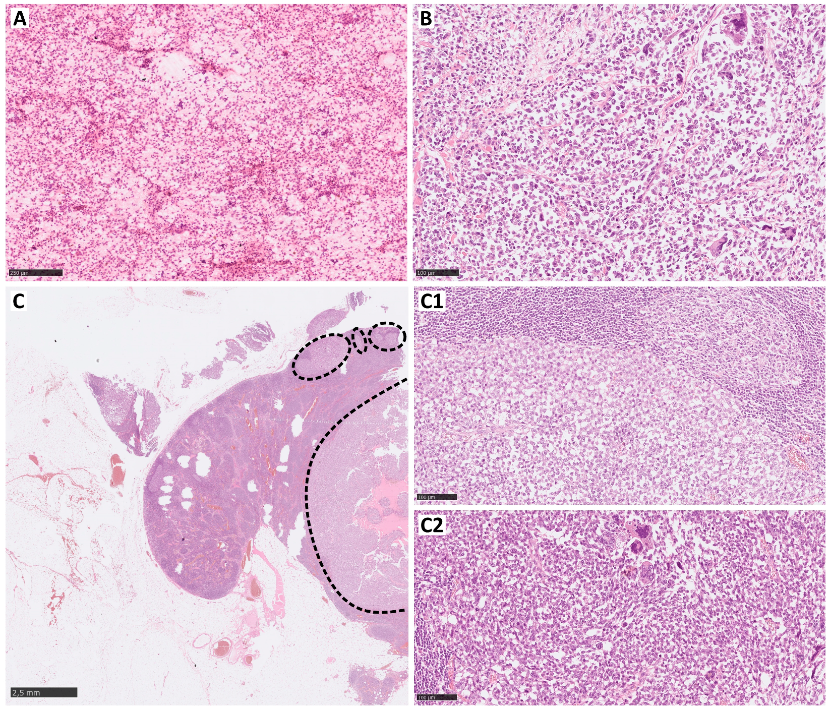 Curroncol 31 00020 g001