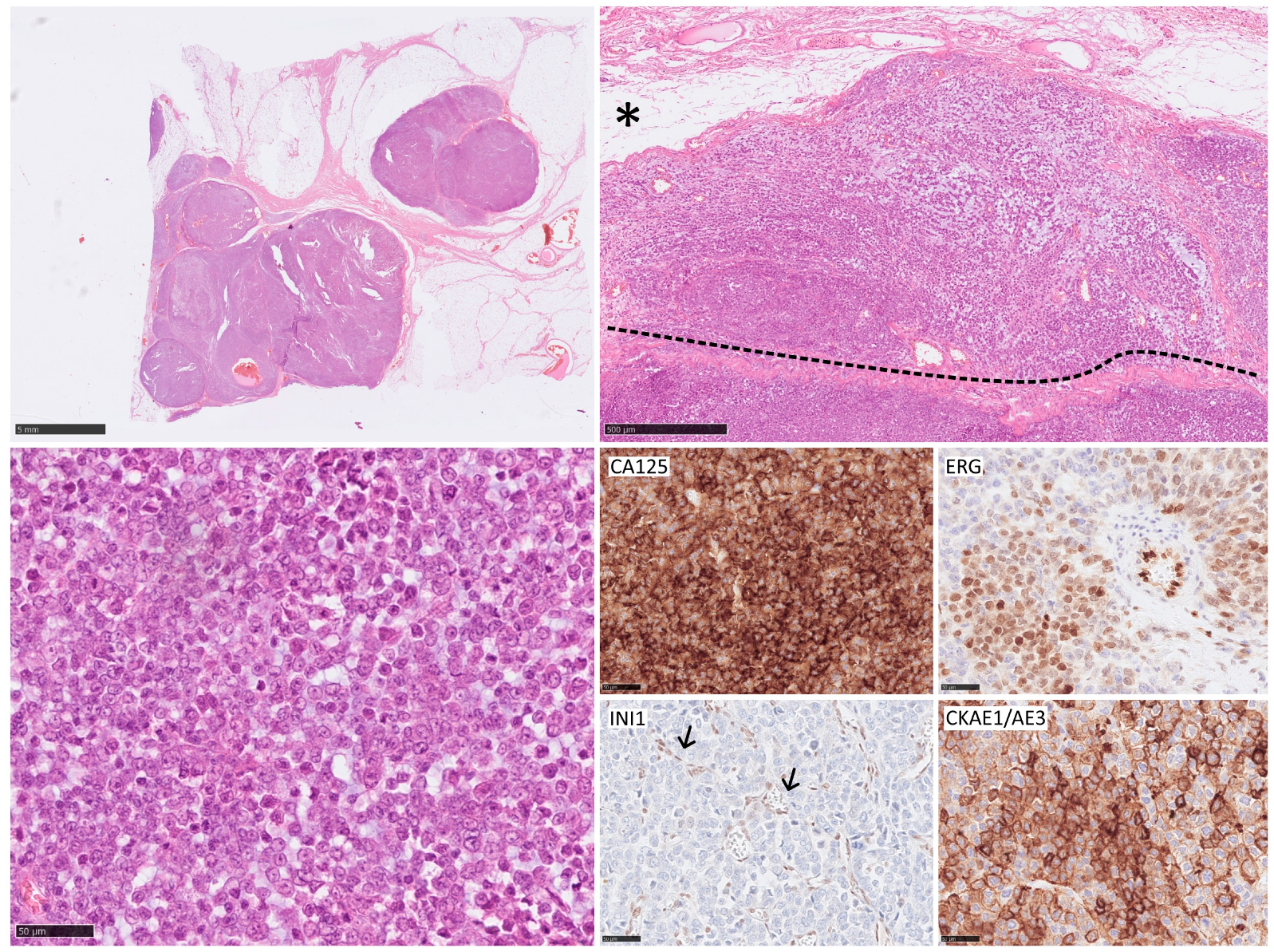 Curroncol 31 00020 g002