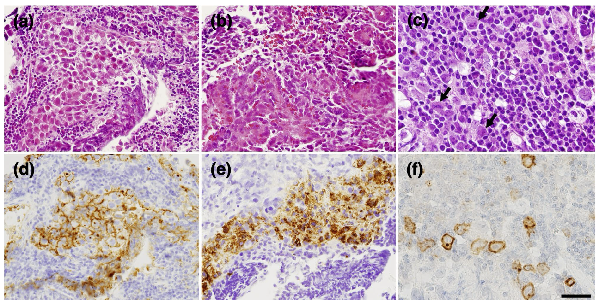 Curroncol 31 00138 g002