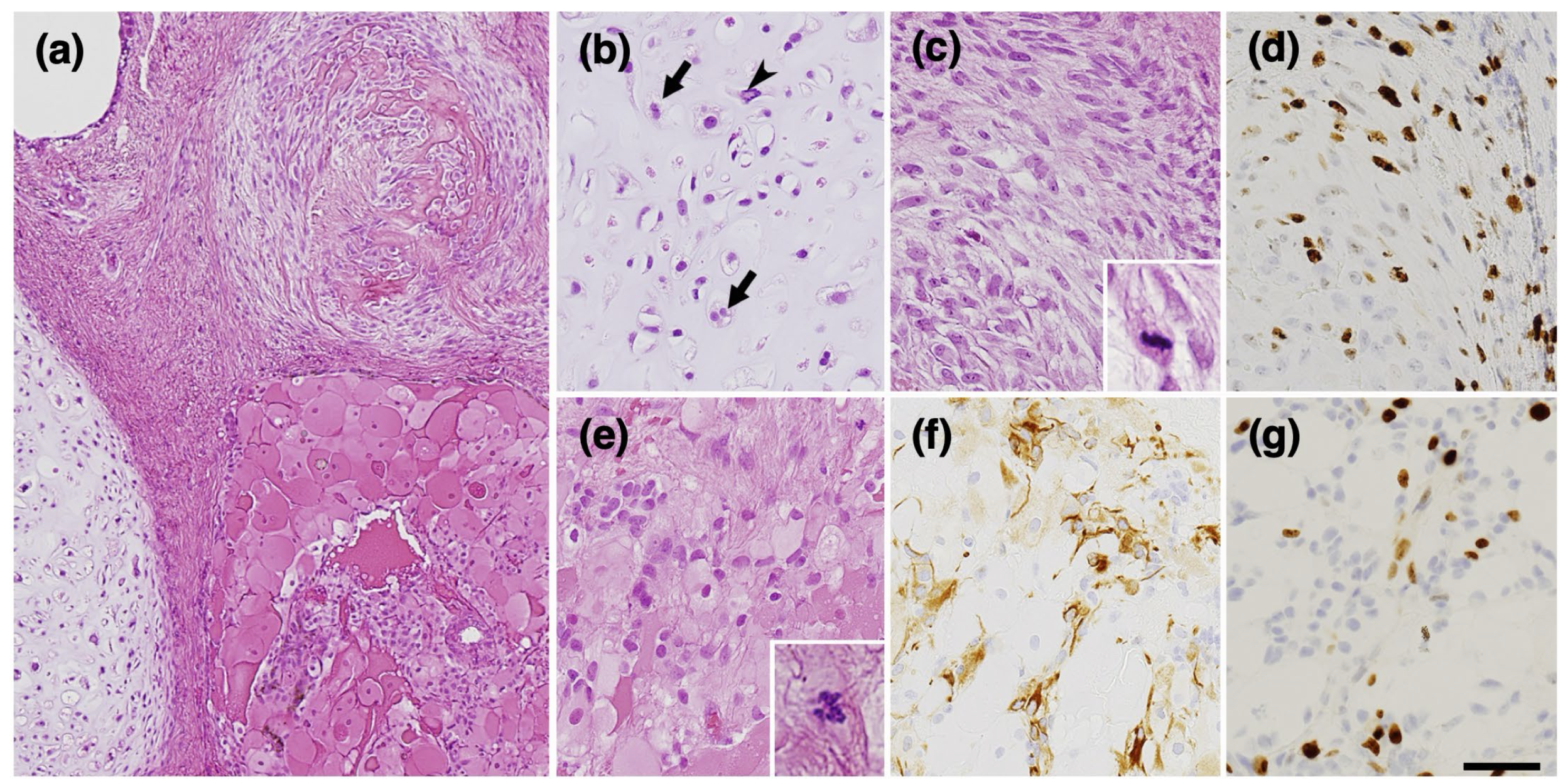Curroncol 31 00138 g004