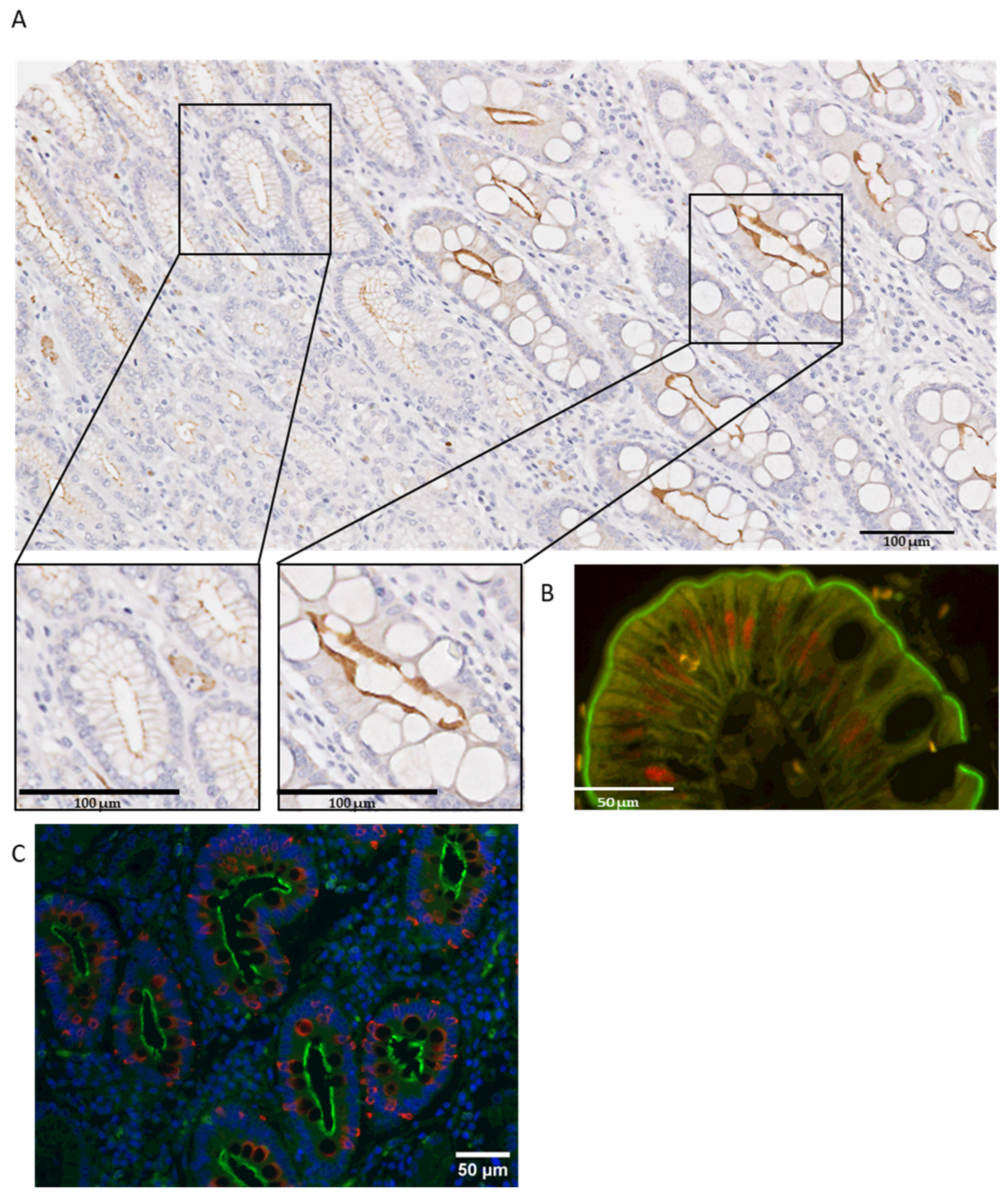 Curroncol 31 00210 g002