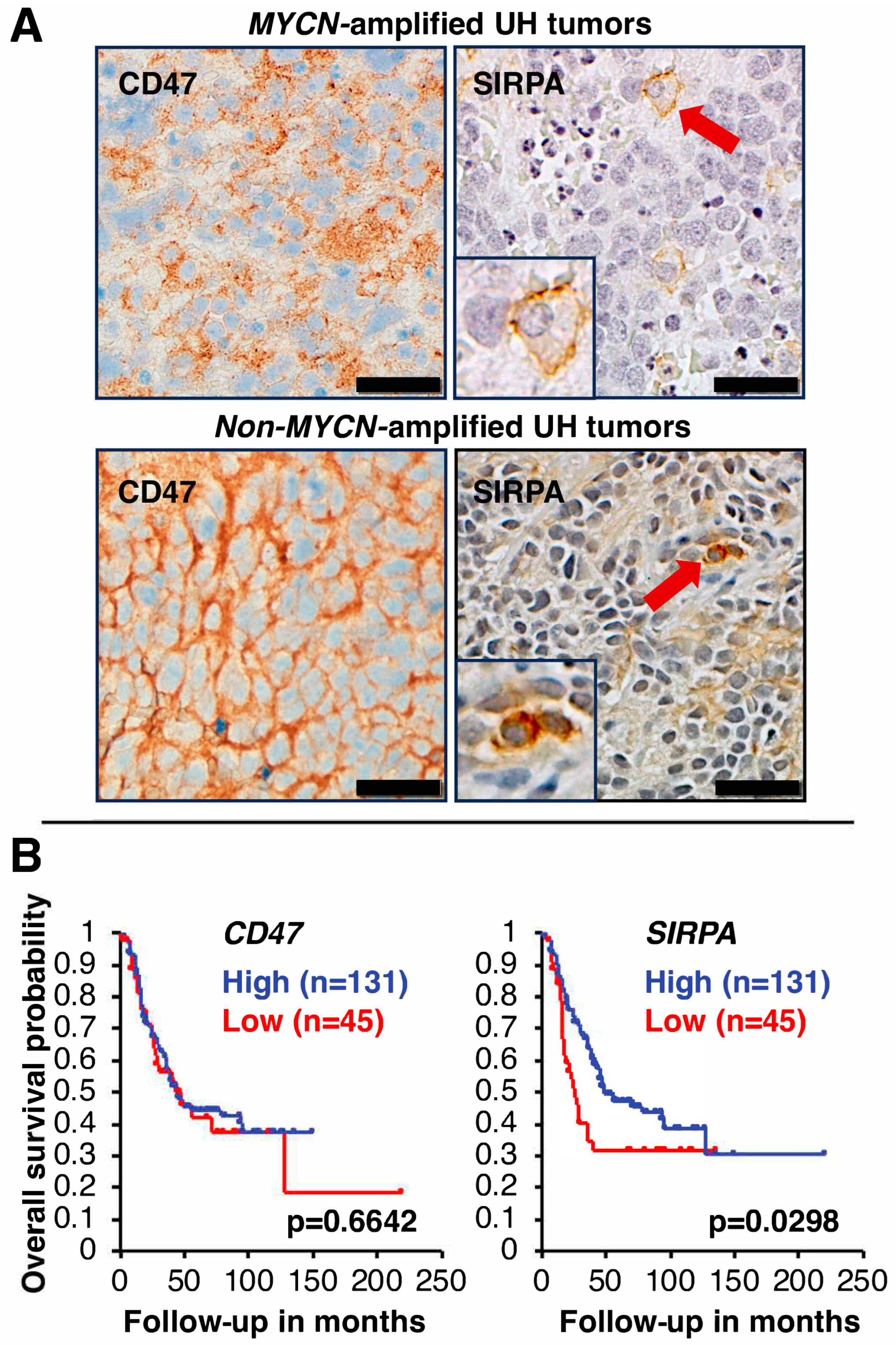 Curroncol 31 00243 g001
