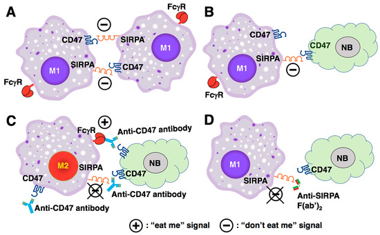 A Perspective on the CD47-SIRPA Axis in High-Risk Neuroblastoma