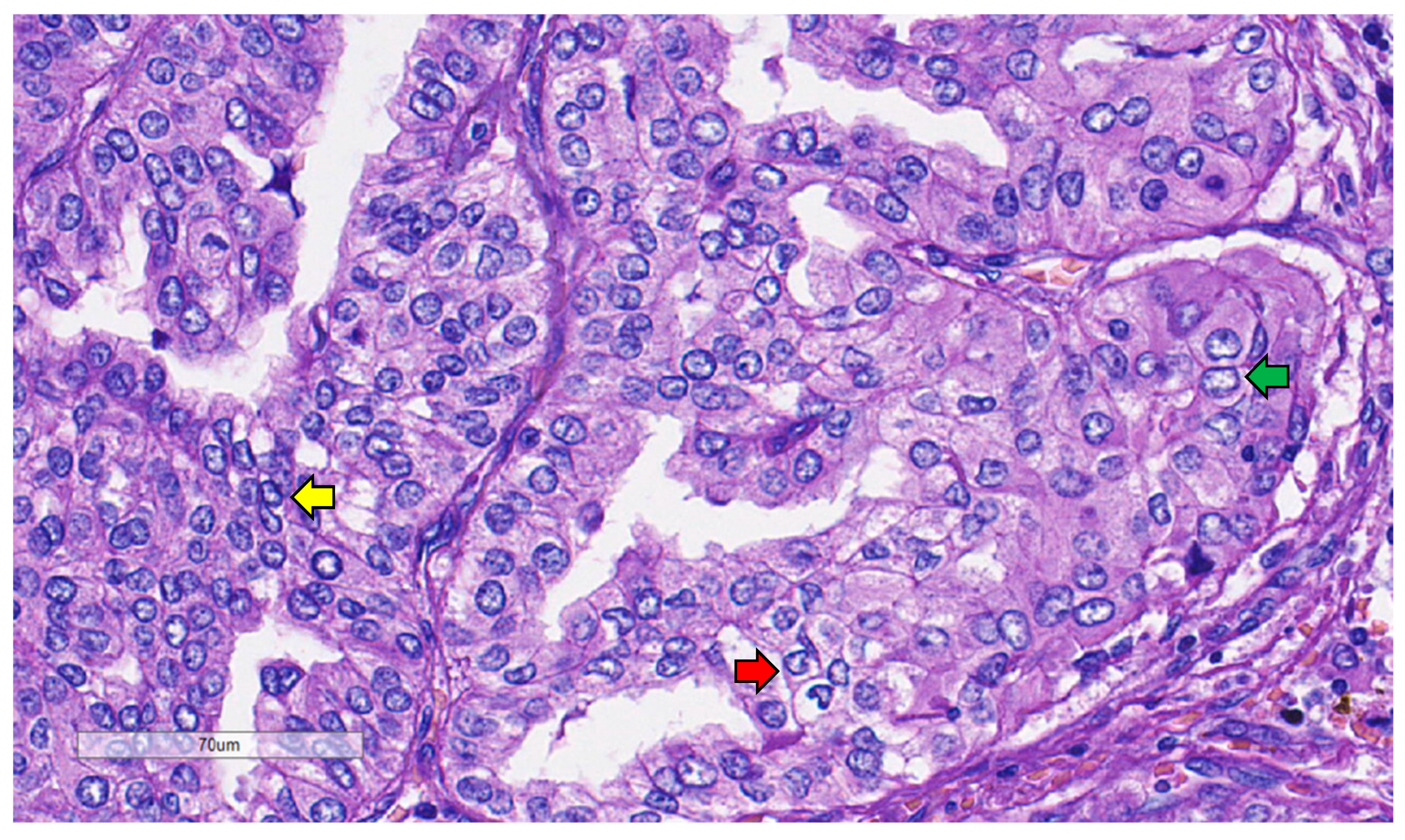 Curroncol 31 00252 g007