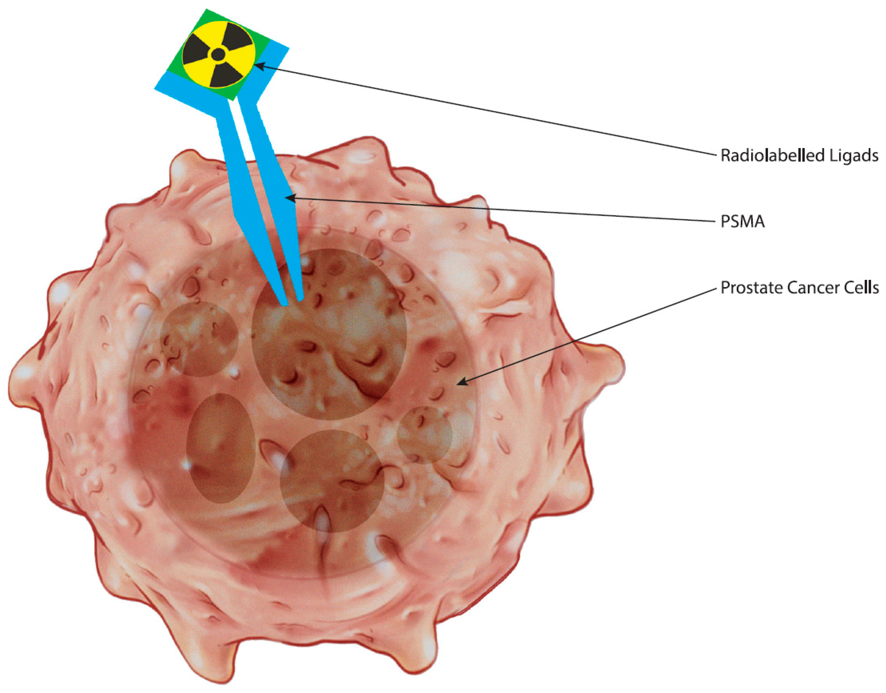 Curroncol 31 00311 g001