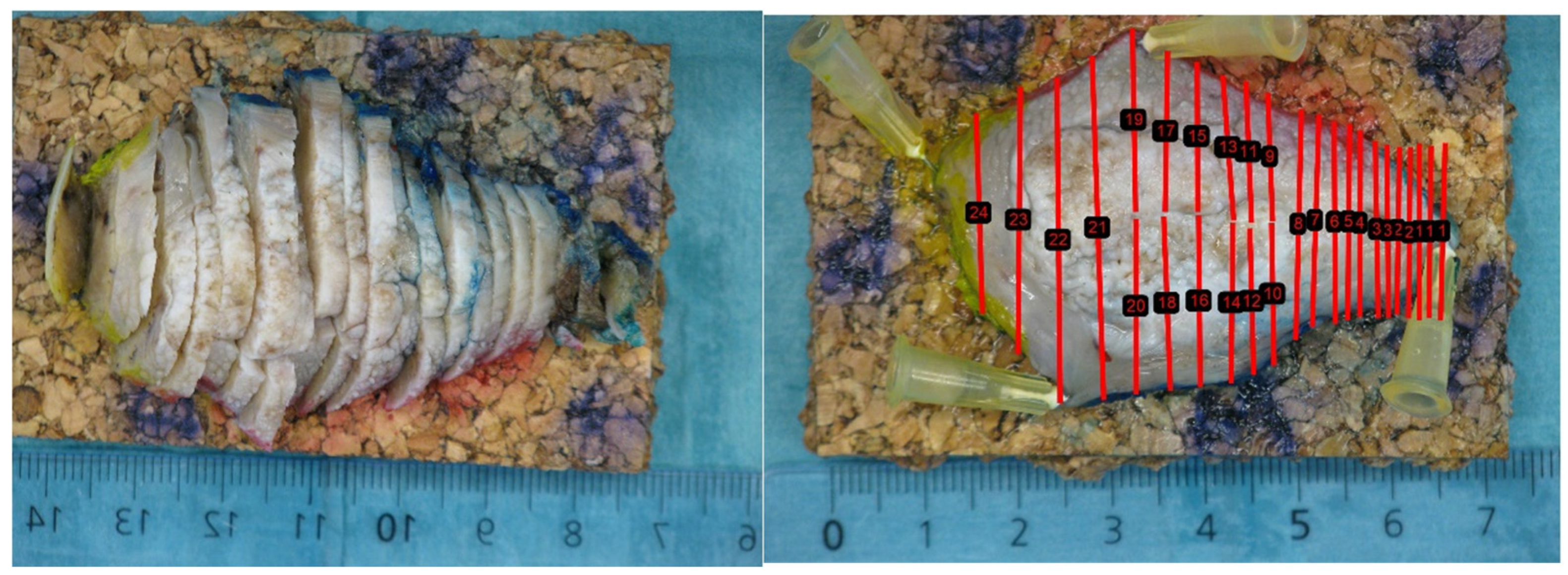 Curroncol 31 00330 g002