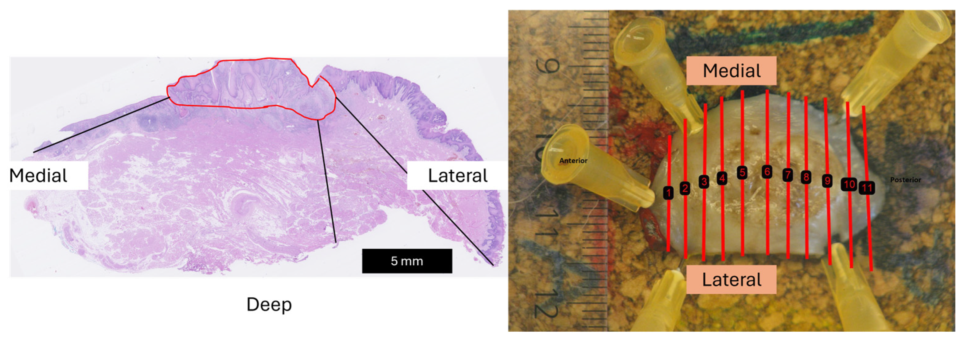 Curroncol 31 00330 g003