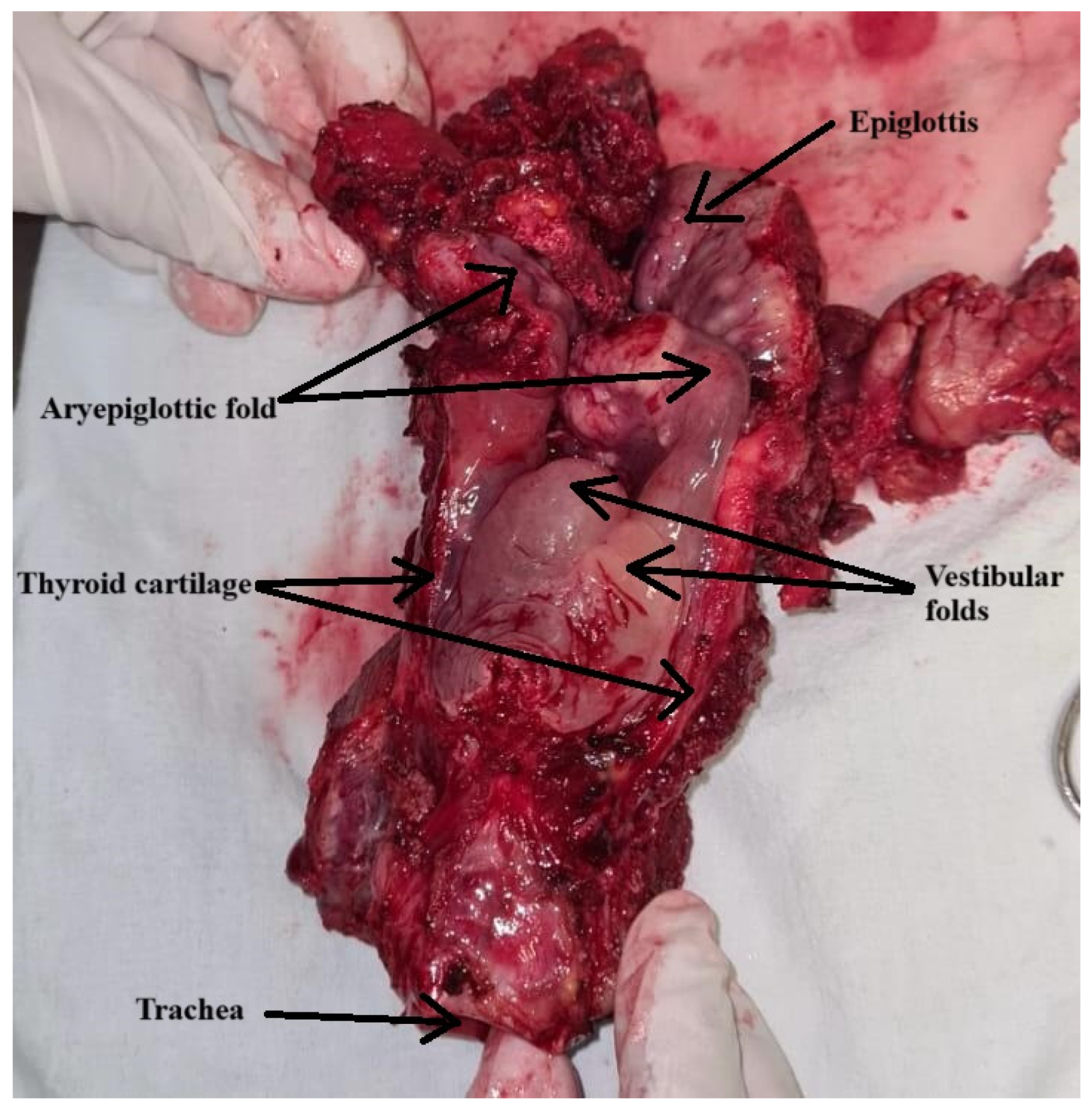 Curroncol 31 00506 g001