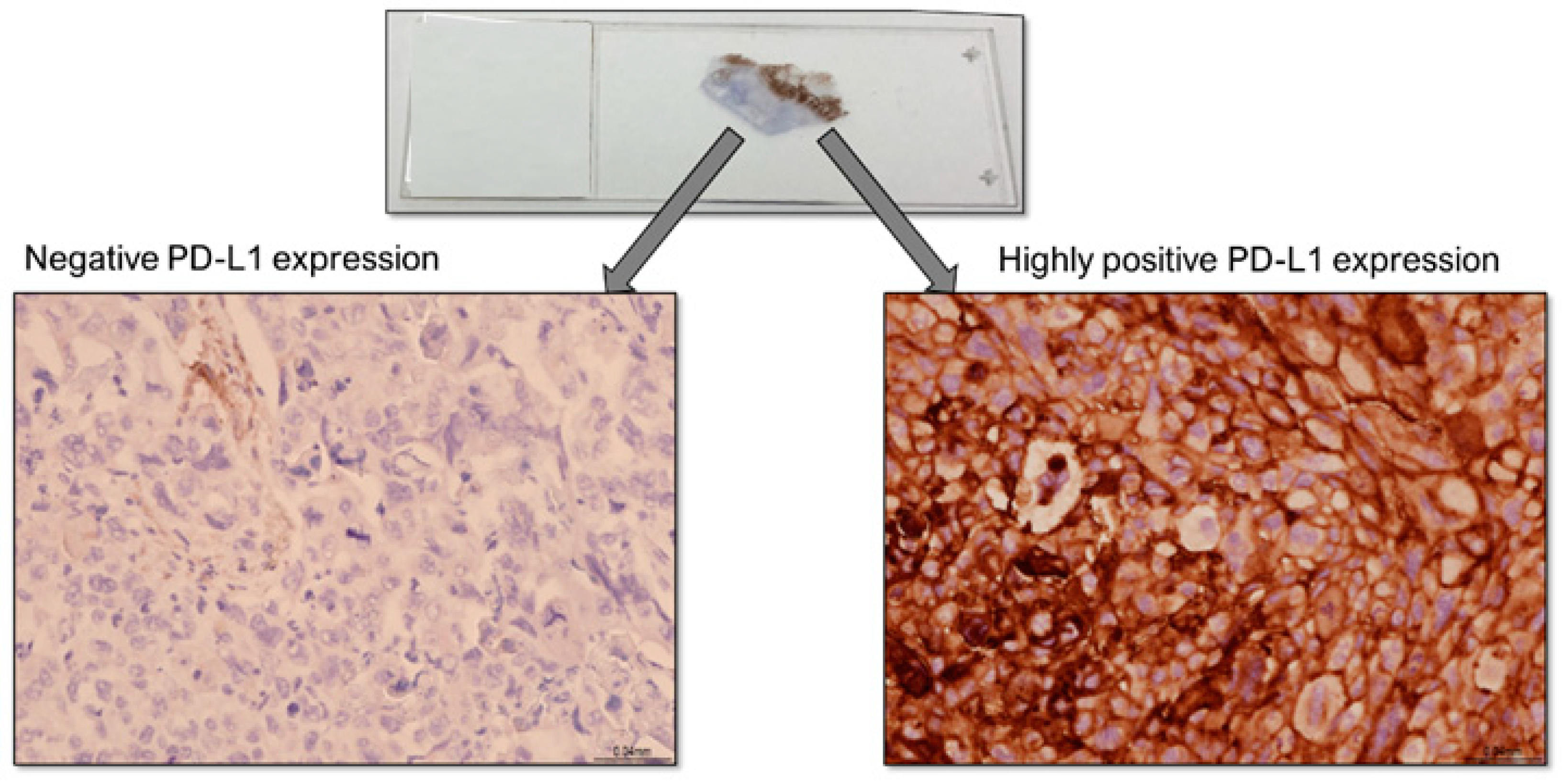 Curroncol 31 00514 g003