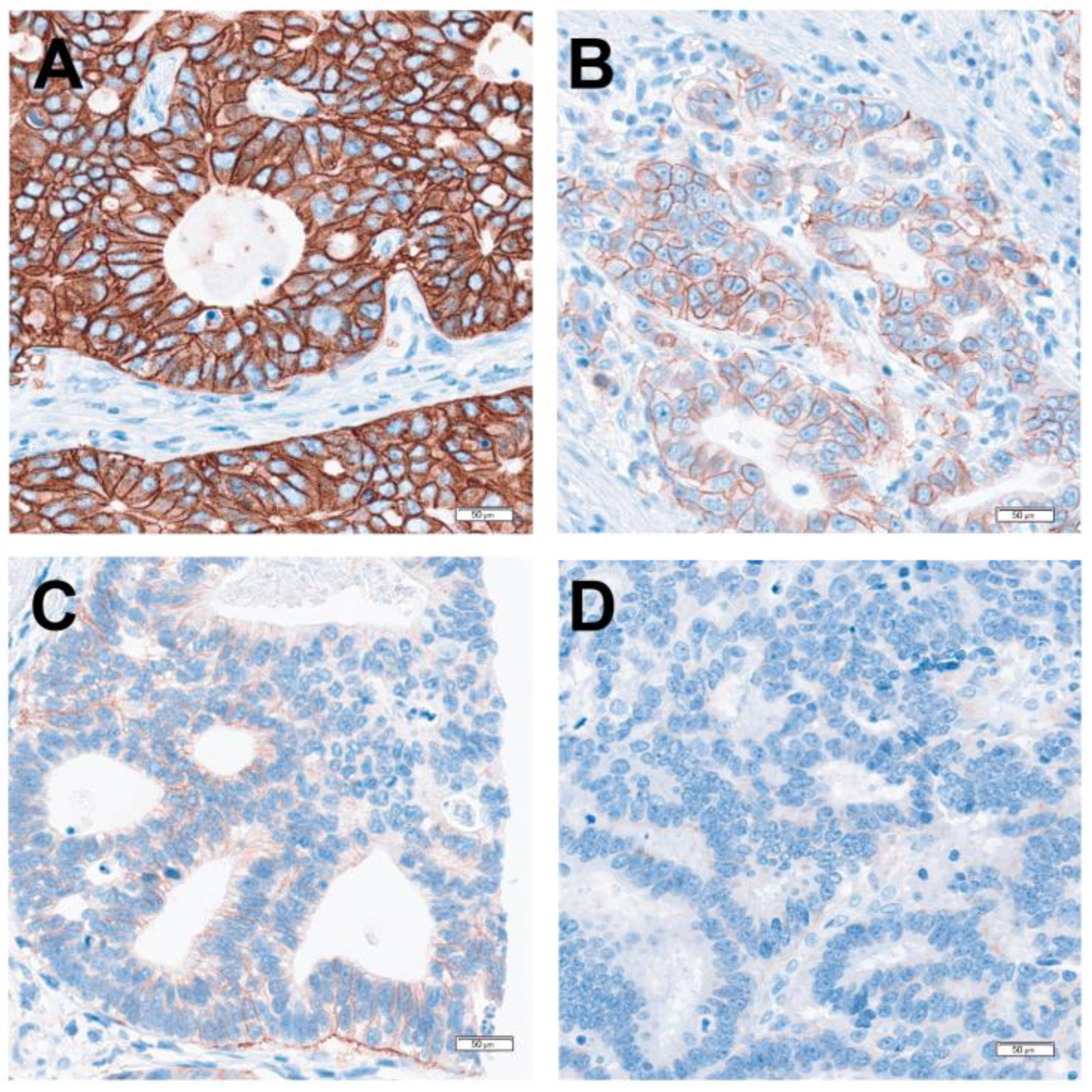 Curroncol 31 00572 g002