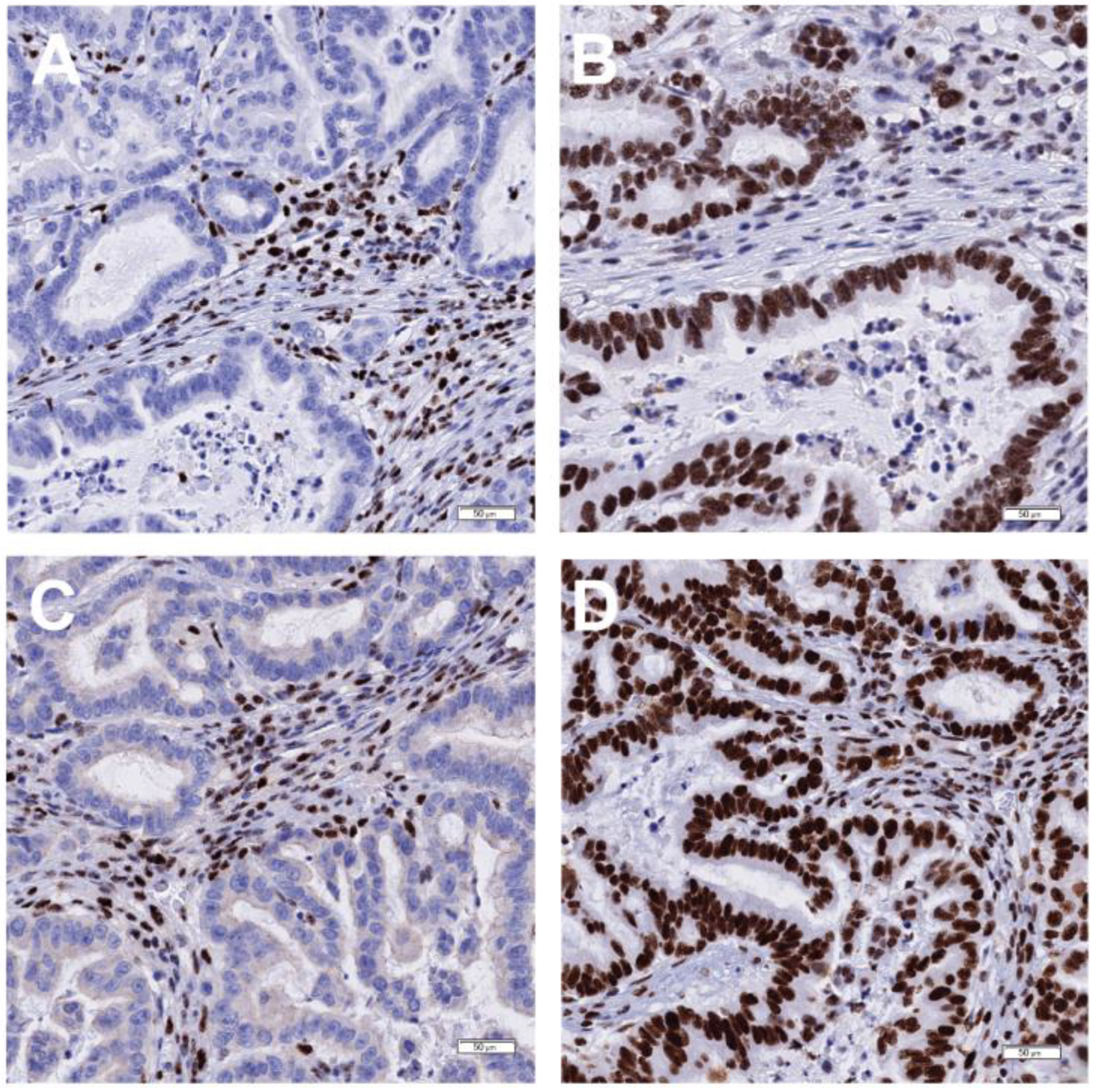 Curroncol 31 00572 g003