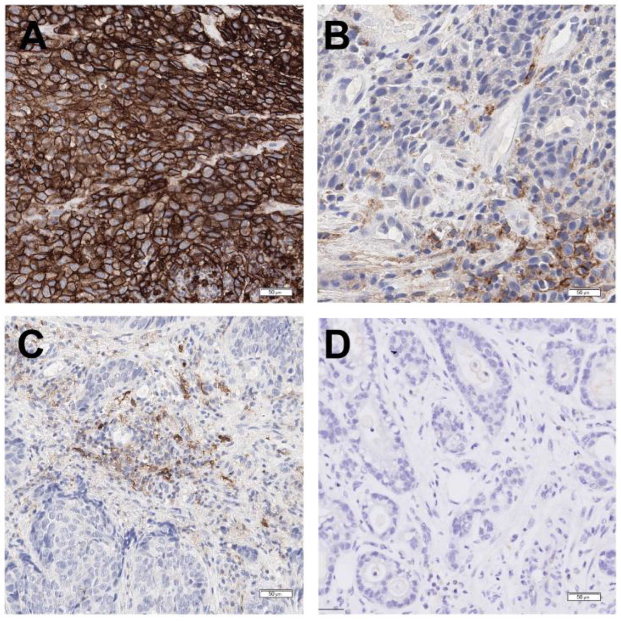 Curroncol 31 00572 g005