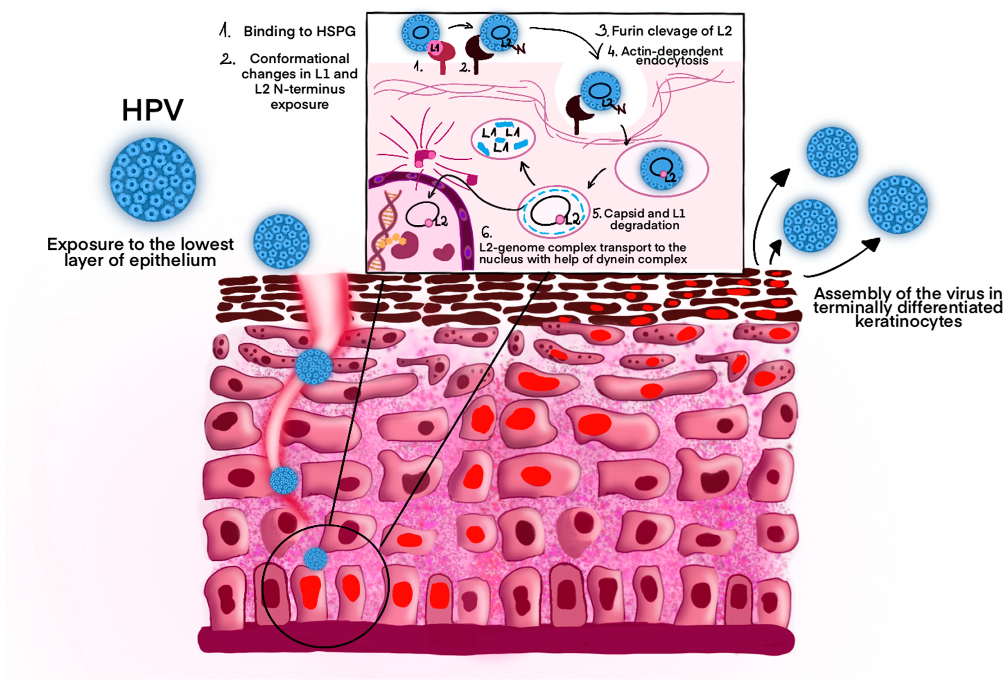 Curroncol 32 00122 g001