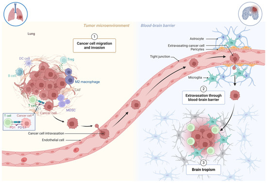 Immunotherapy and the Tumor Microenvironment in Brain