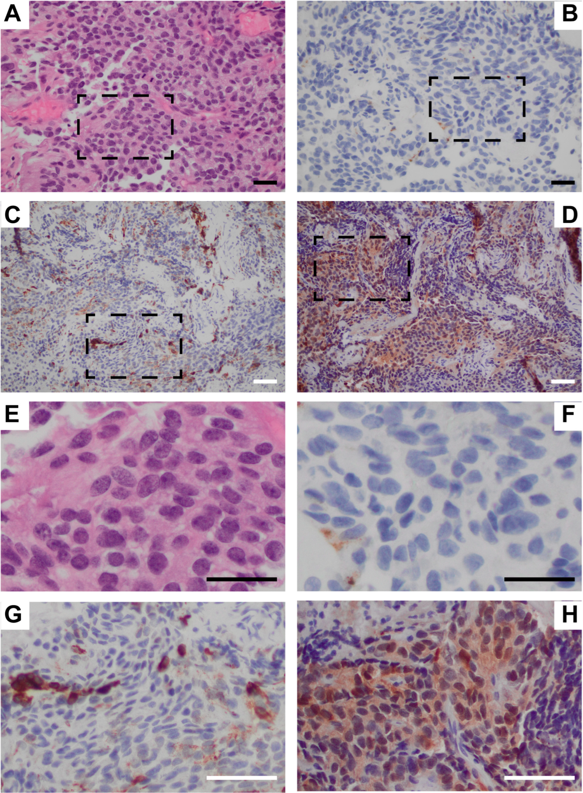 Curroncol 32 00172 g002