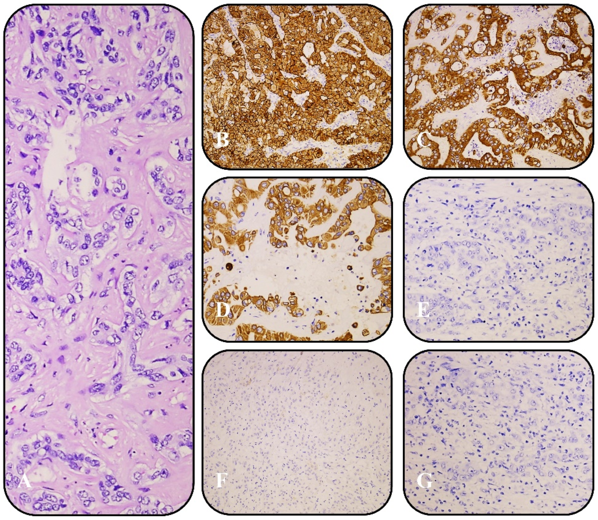 Curroncol 32 00255 g002