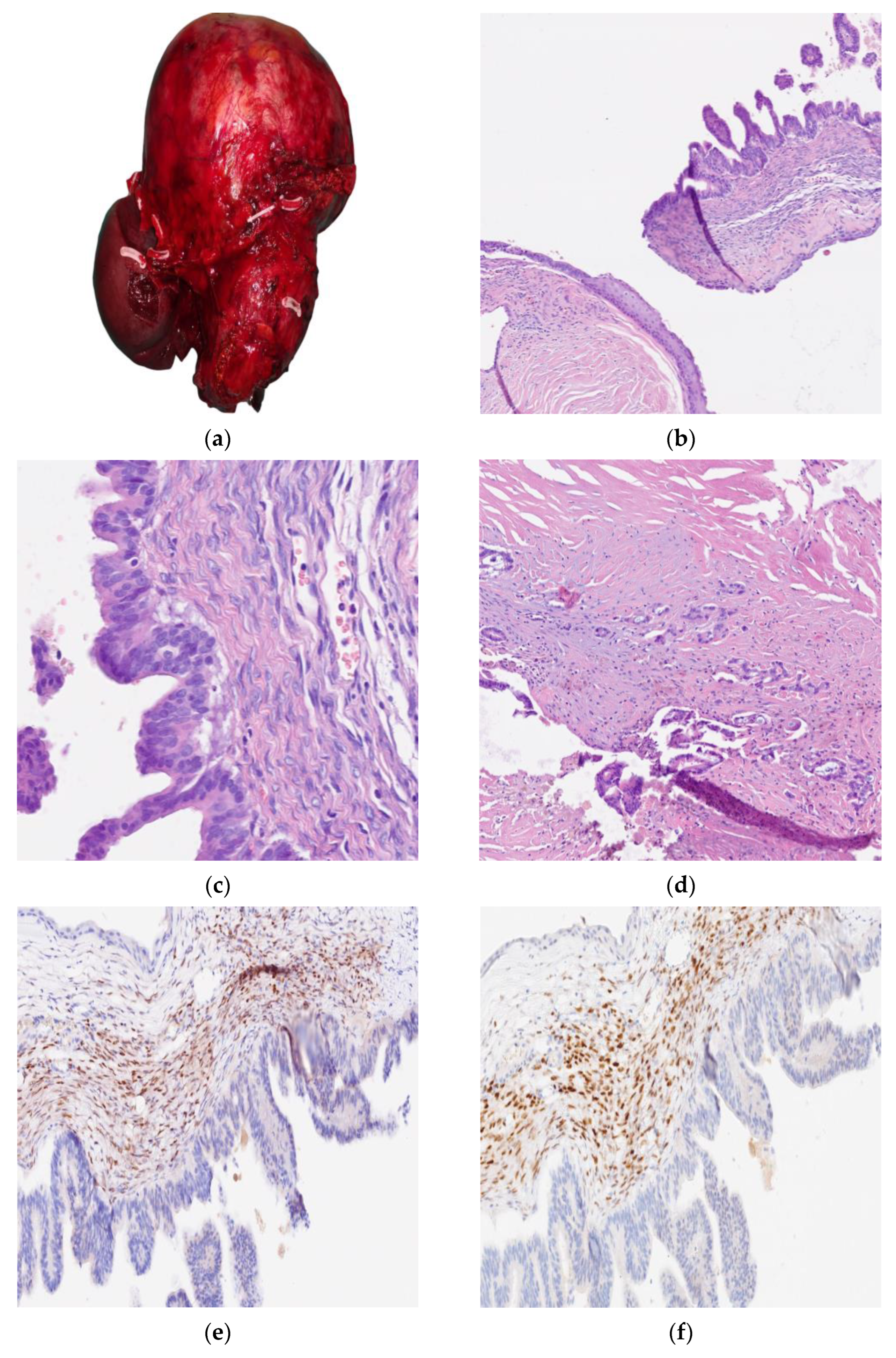 Curroncol 32 00352 g002