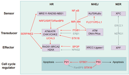 Targeting DNA Damage Response-Mediated Resistance in Non-Small Cell ...